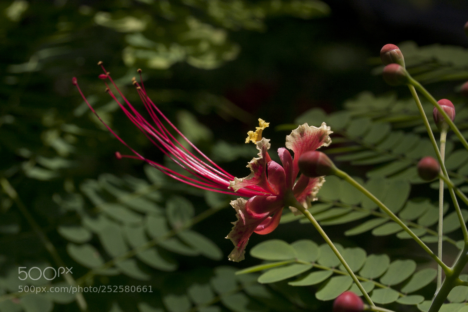 Canon EOS 40D sample photo. Img photography