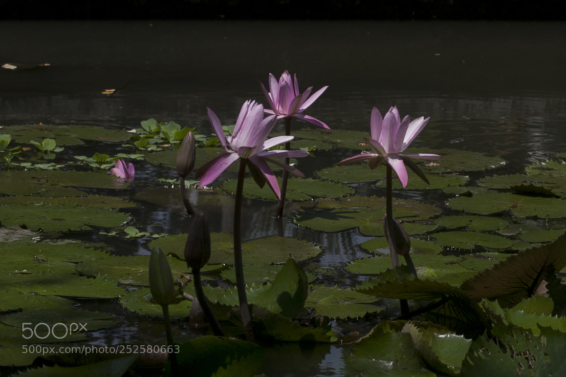 Canon EOS 40D sample photo. Img photography
