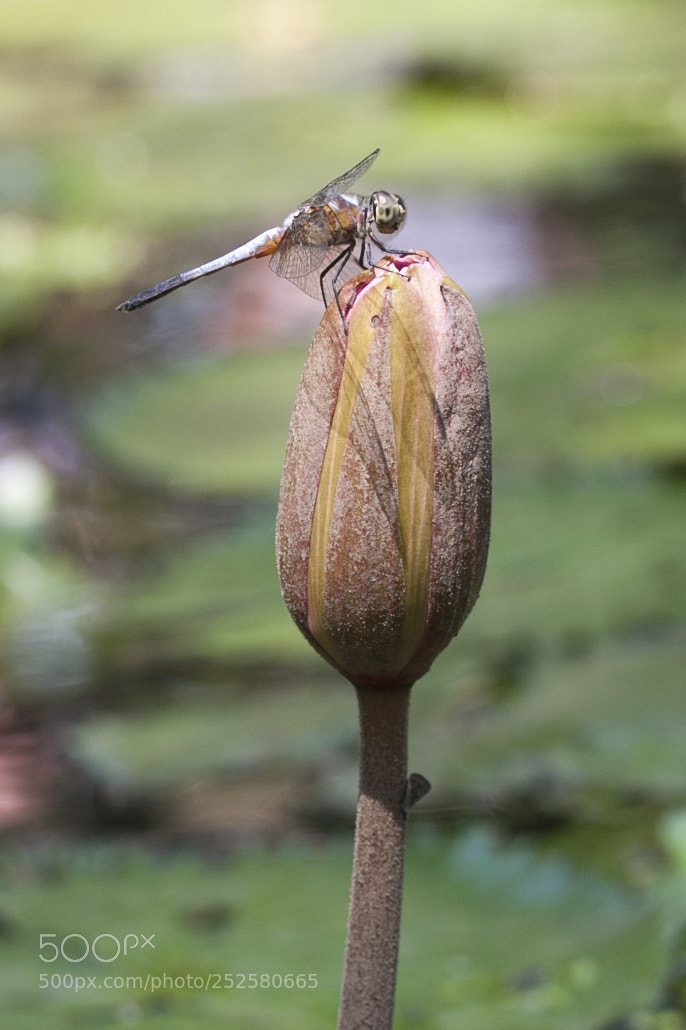 Canon EOS 40D sample photo. Img photography