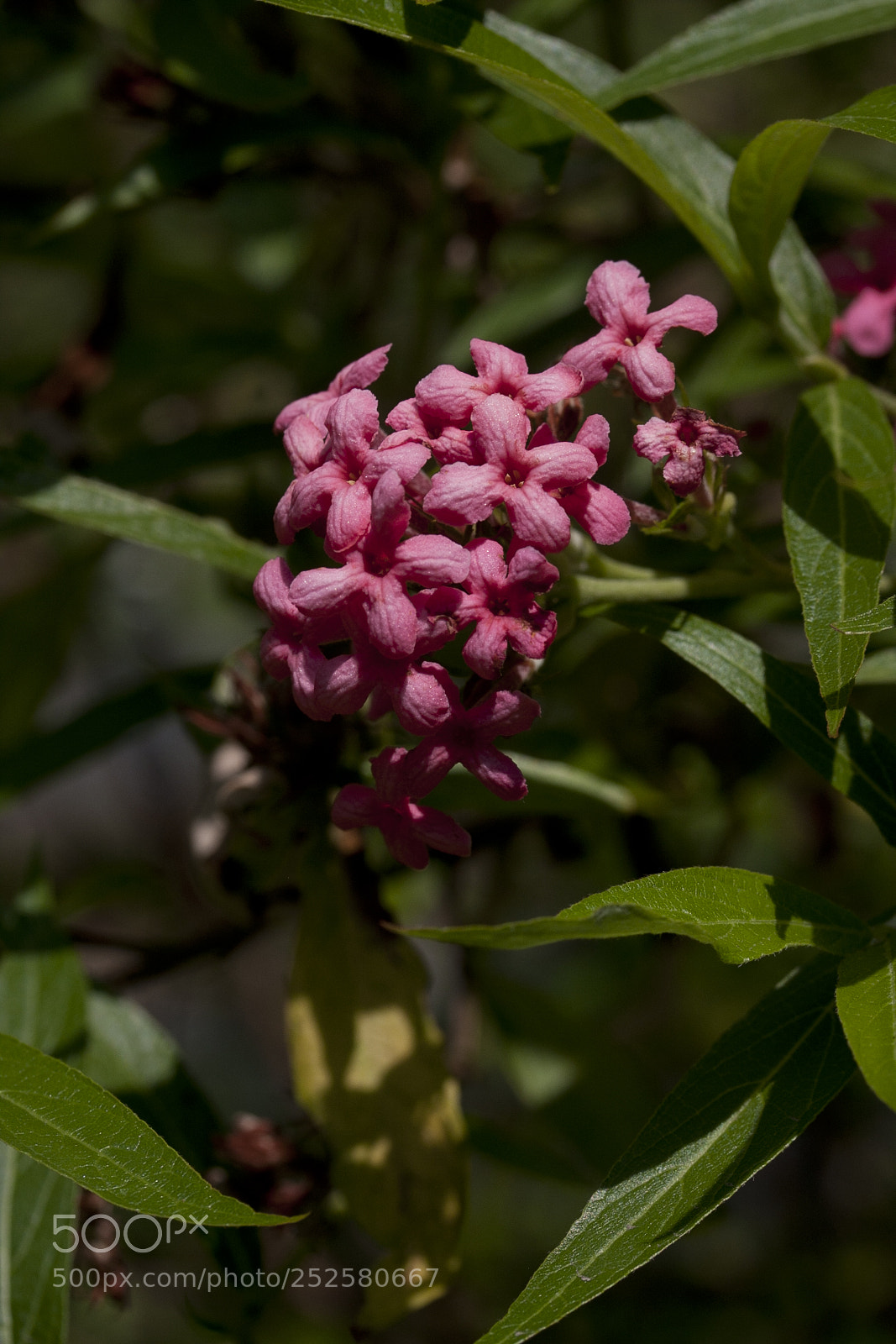 Canon EOS 40D sample photo. Img photography