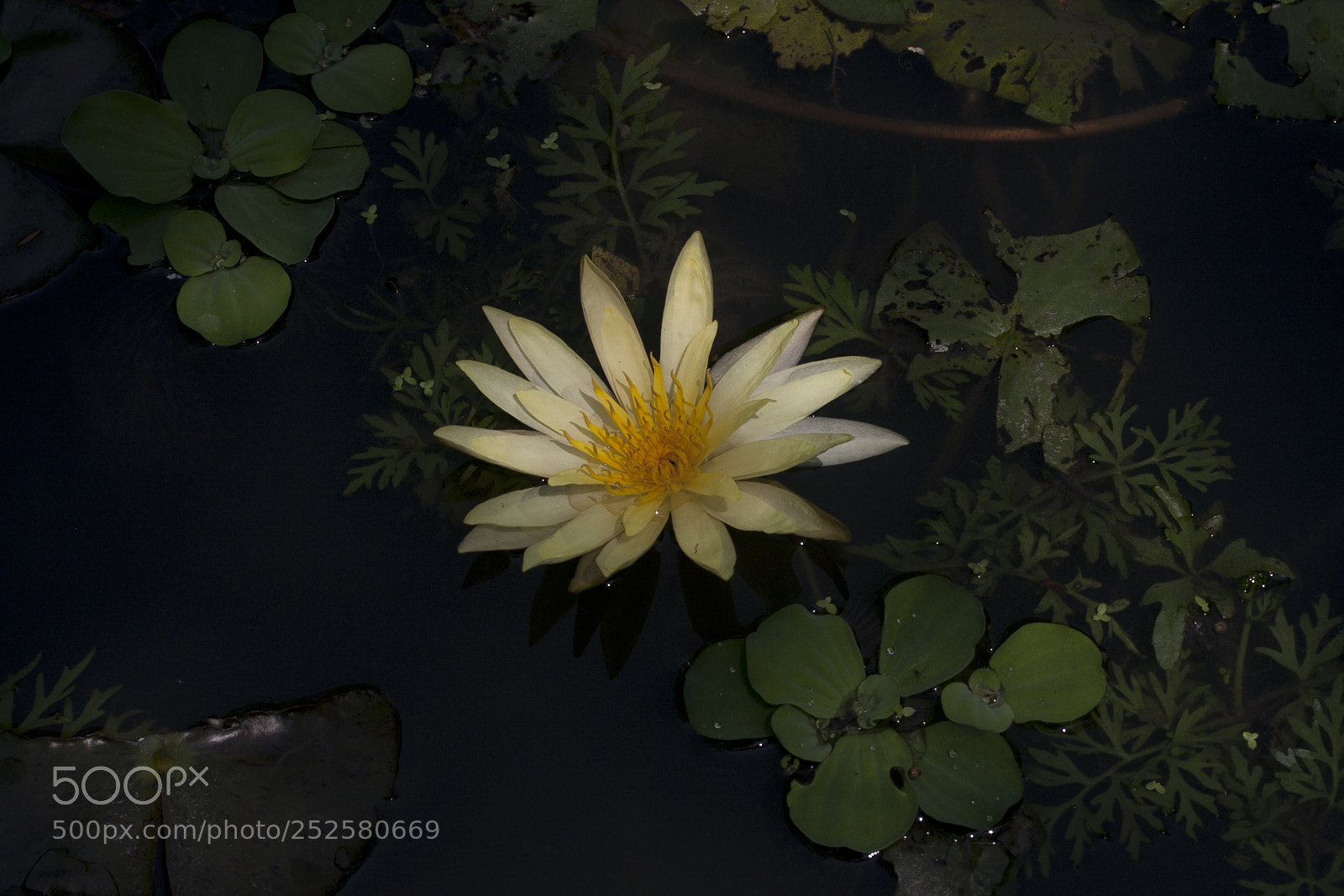 Canon EOS 40D sample photo. Img photography