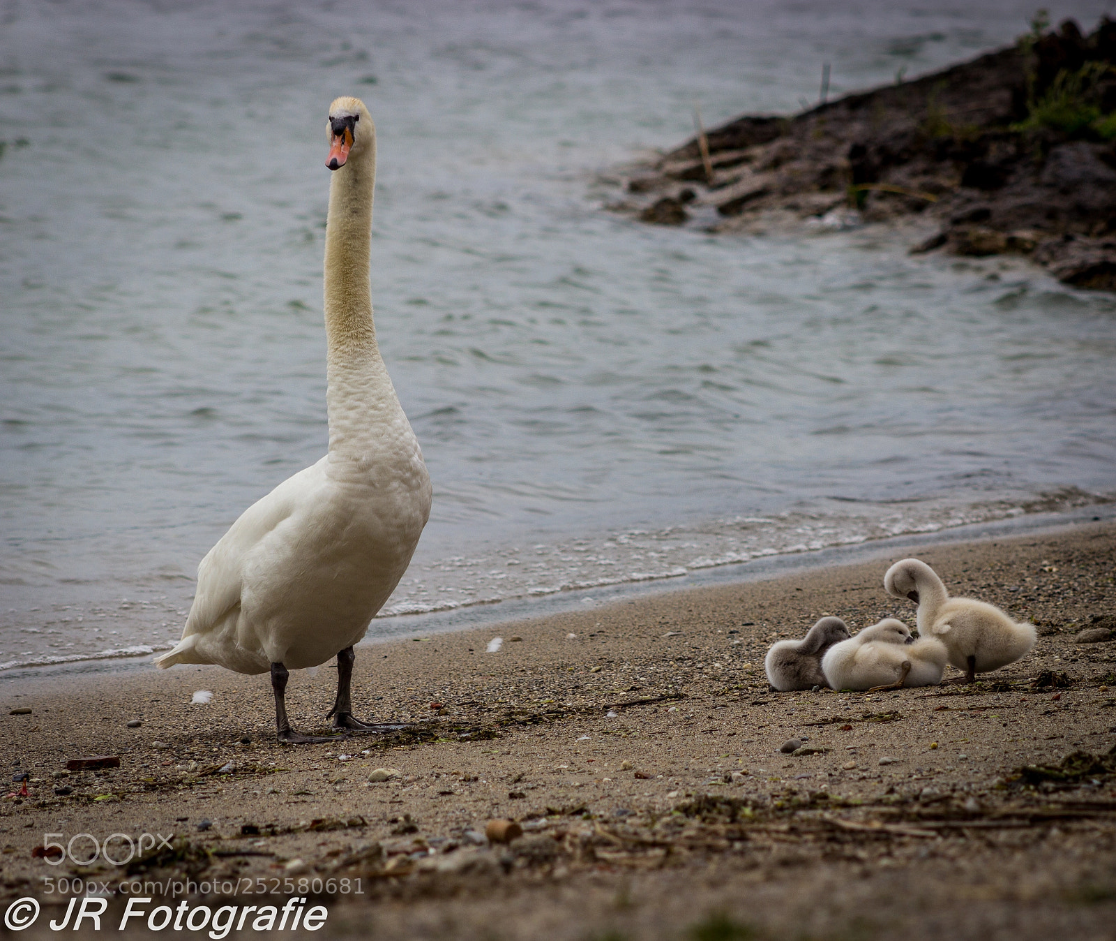 Canon EOS 600D (Rebel EOS T3i / EOS Kiss X5) sample photo. Mute swan and cygnets  photography
