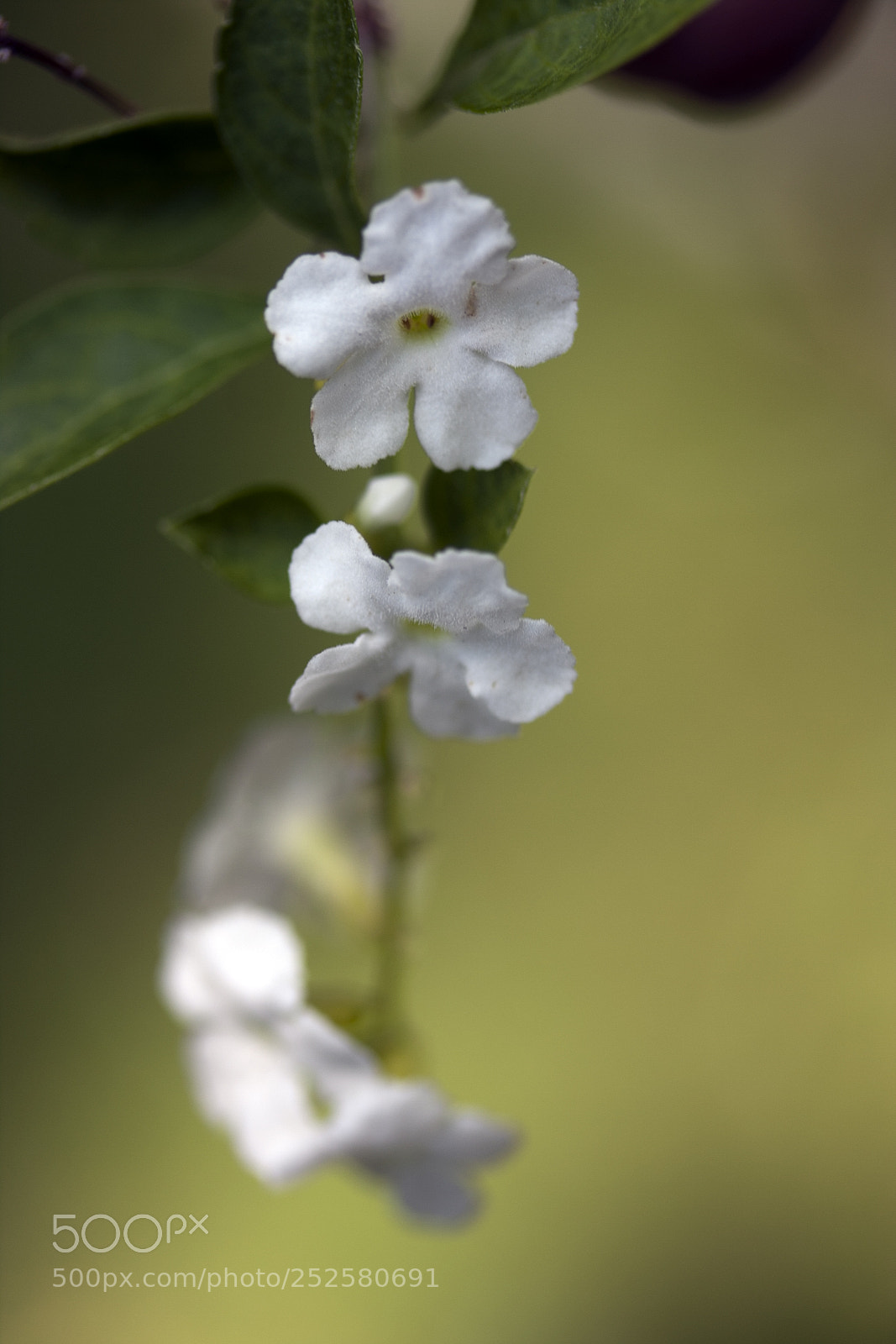 Canon EOS 40D sample photo. Img photography