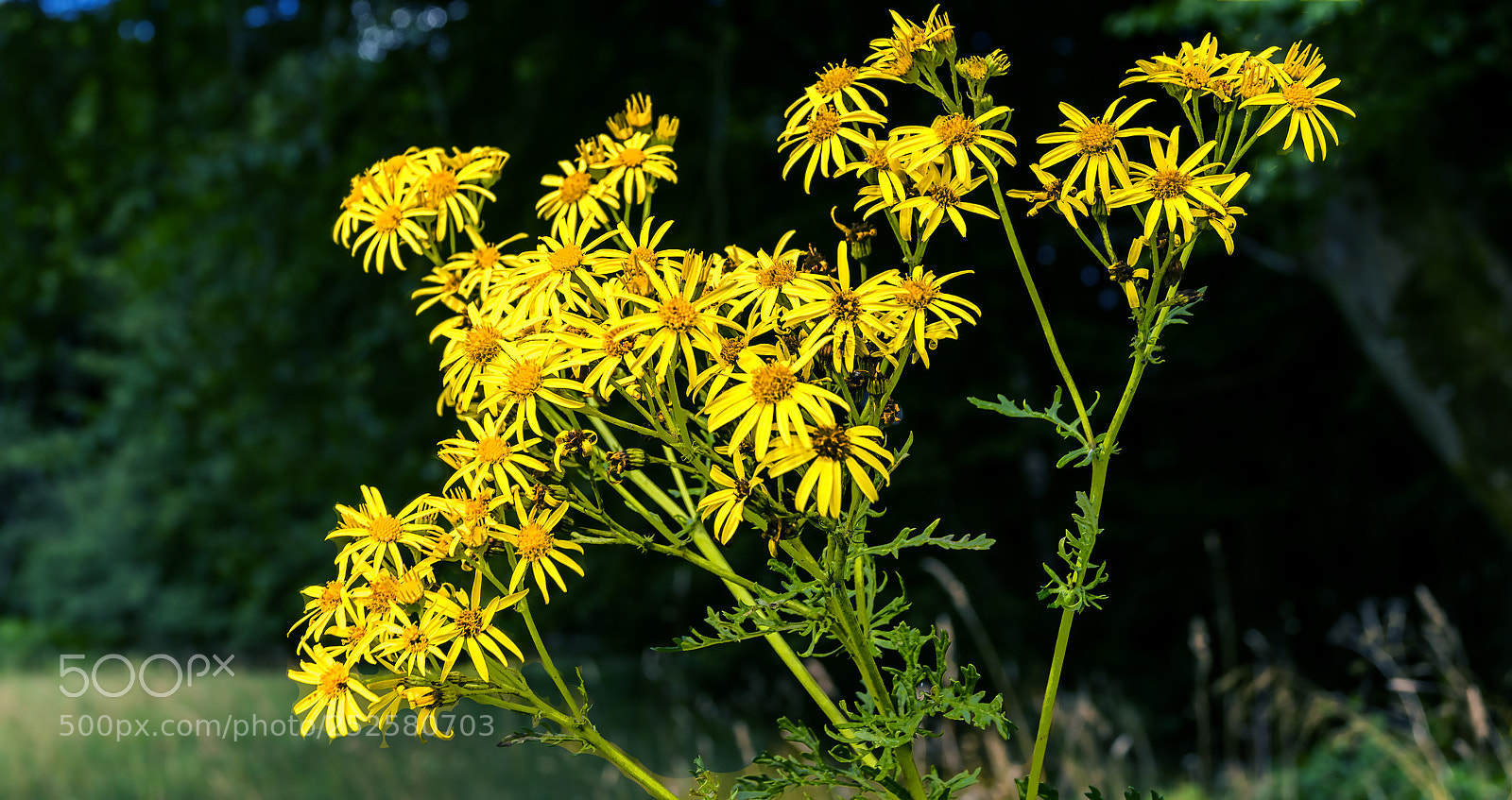 Sony ILCA-77M2 sample photo. Beautiful to look at photography
