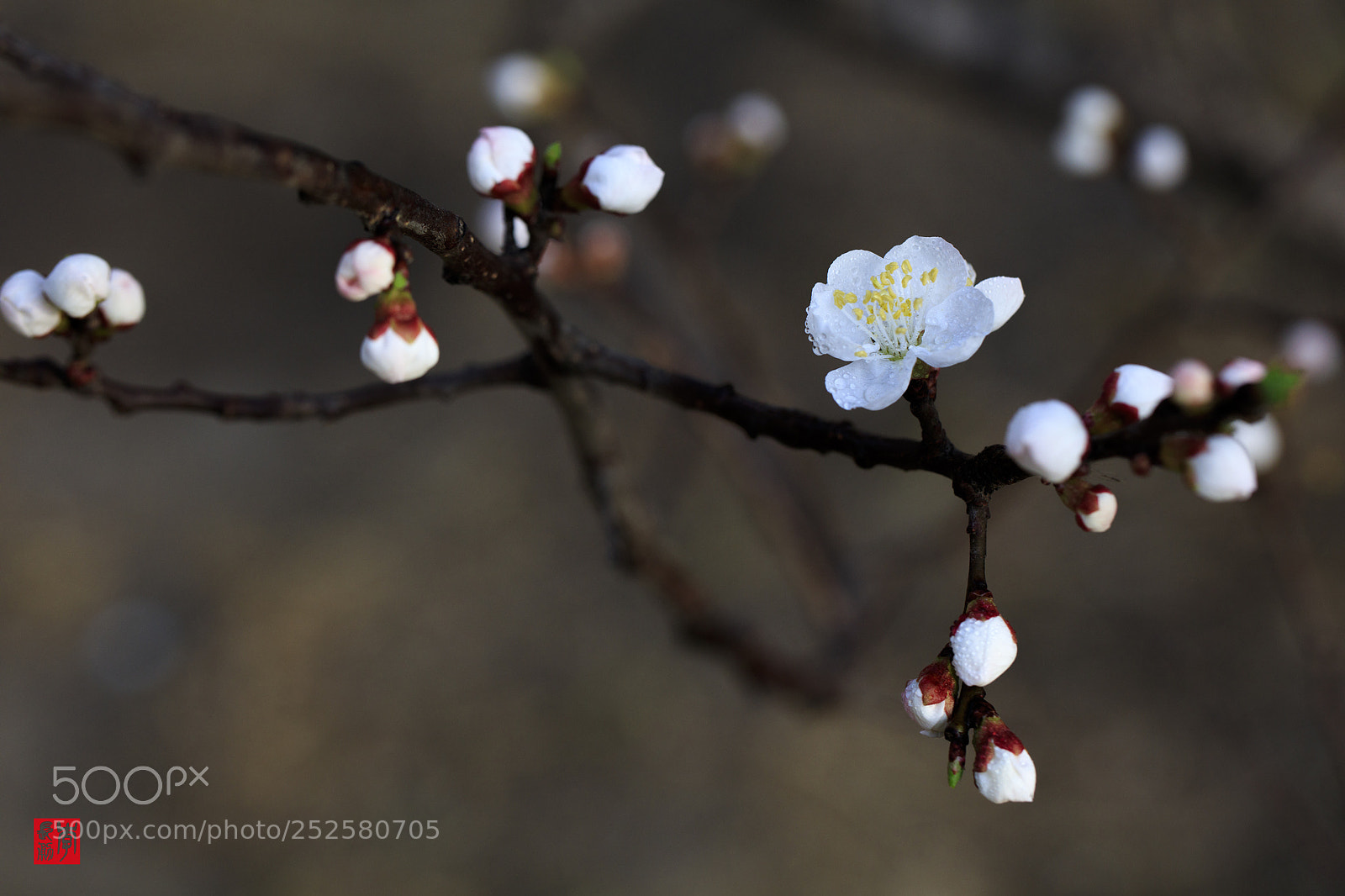 Canon EOS 5DS R sample photo. Plum photography