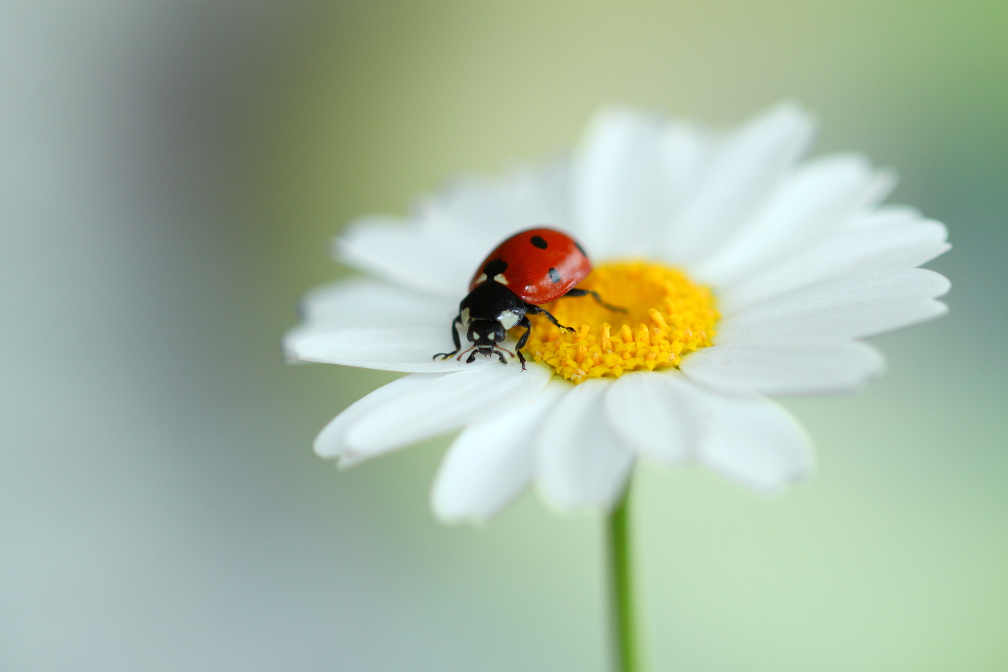 Canon EF 100mm F2.8L Macro IS USM sample photo. Ladybug and nature photography