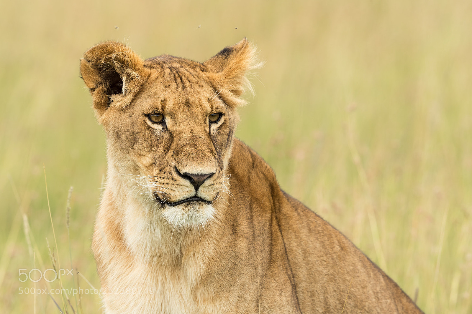 Canon EOS-1D X Mark II sample photo. Lioness photography