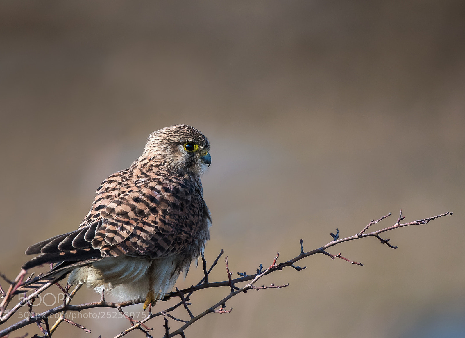 Nikon D500 sample photo. Kestrel photography