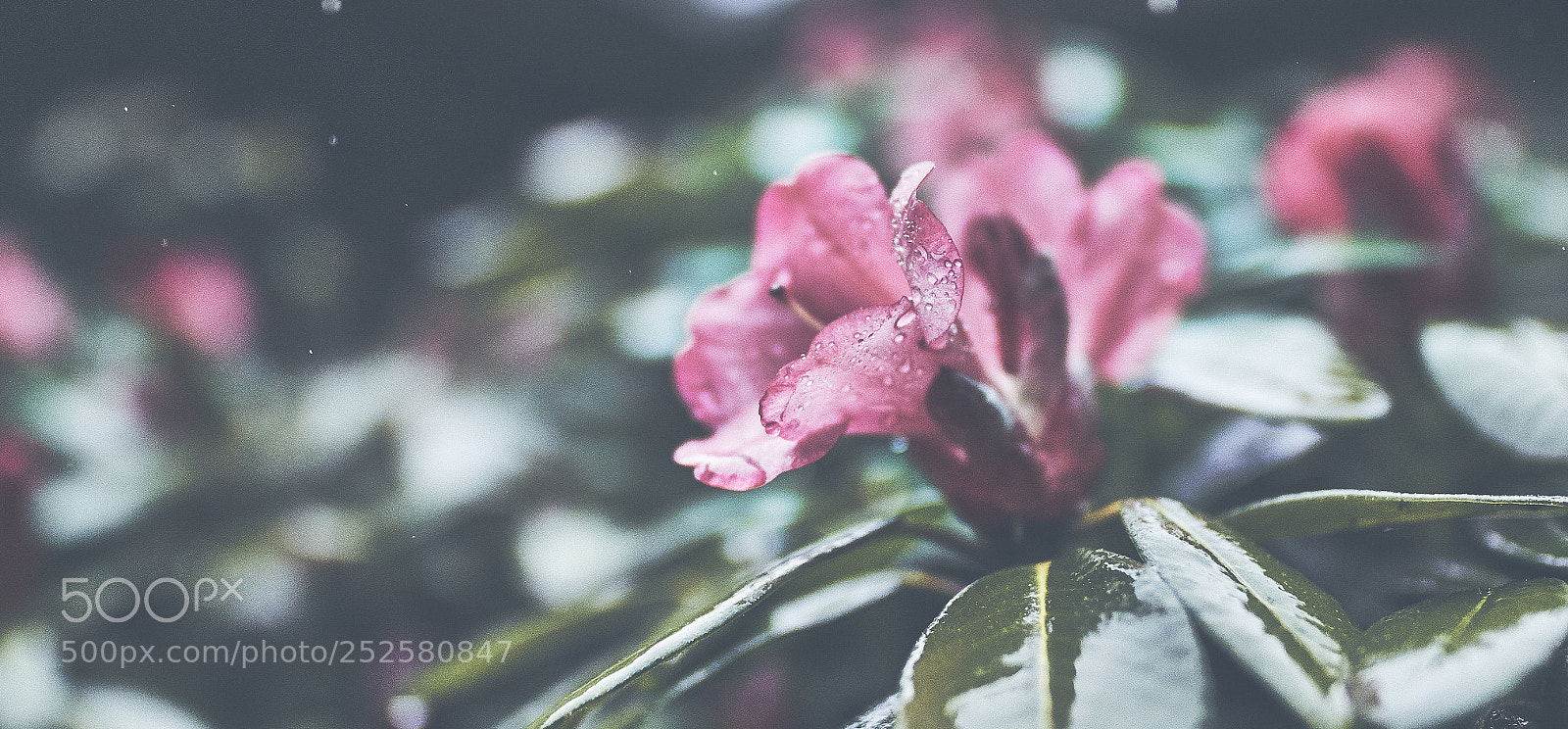 Canon EOS 7D Mark II sample photo. Spring photography