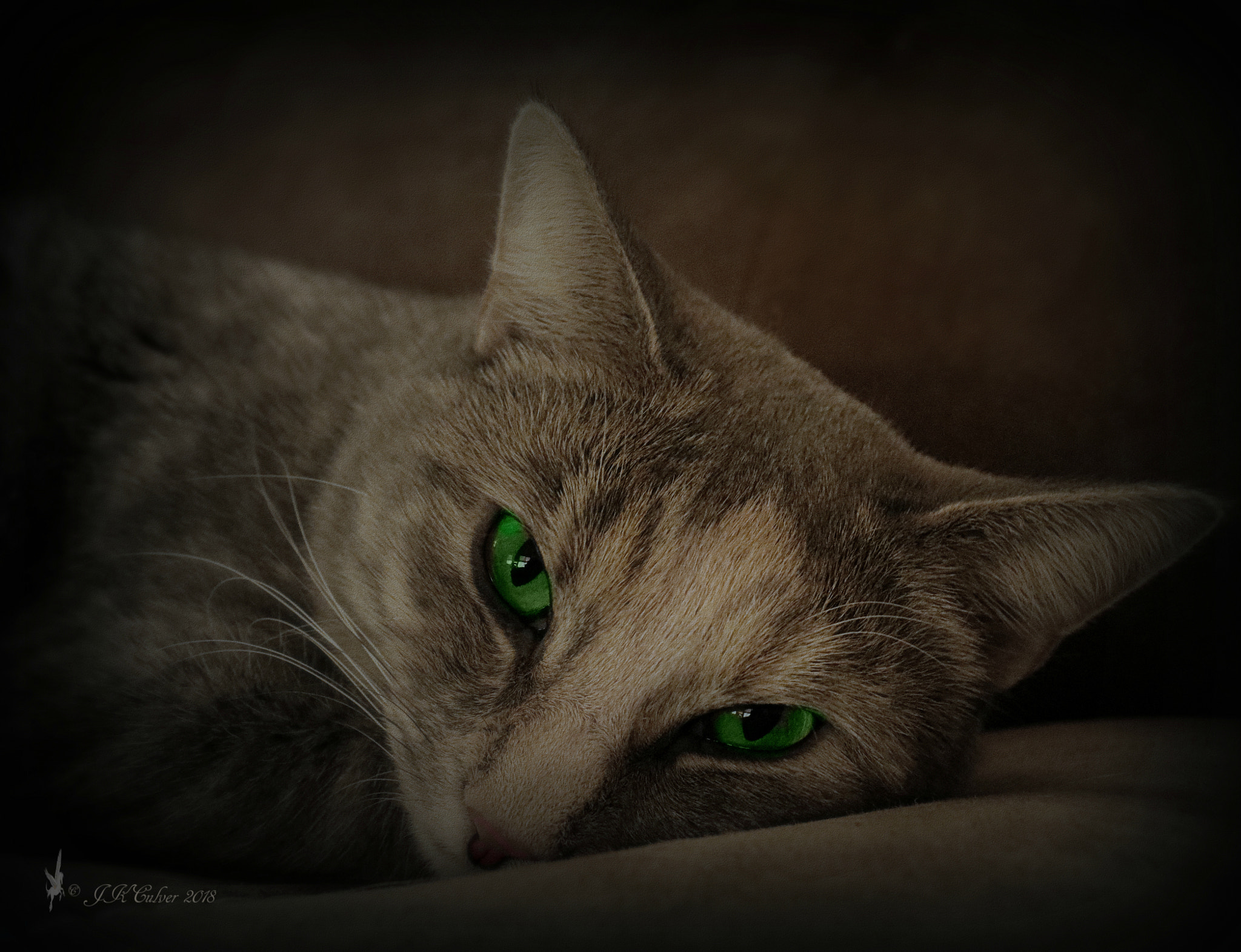 Canon EOS 77D (EOS 9000D / EOS 770D) sample photo. I'm watching you photography
