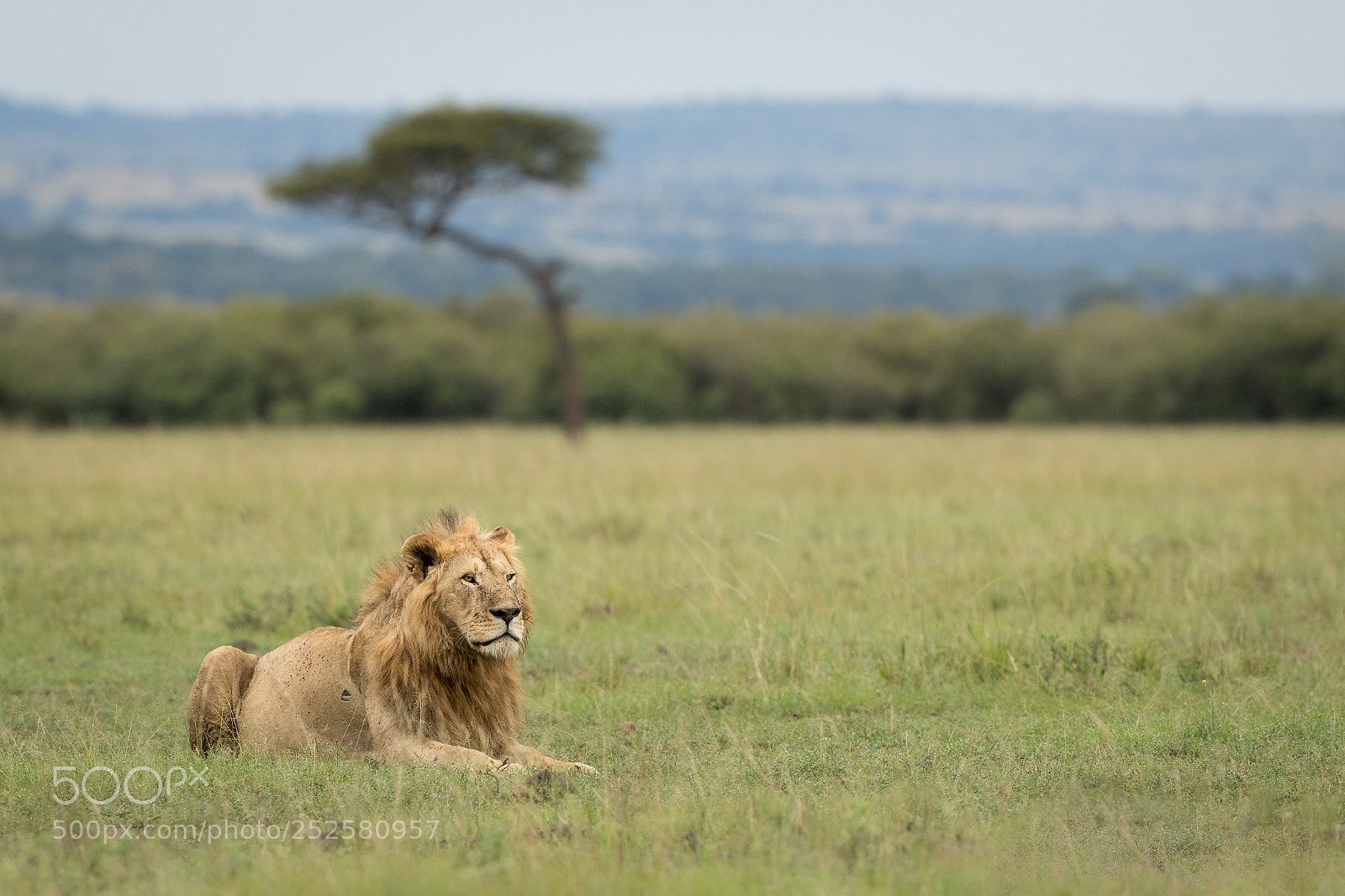 Canon EOS-1D X Mark II sample photo. Lion in his environment photography