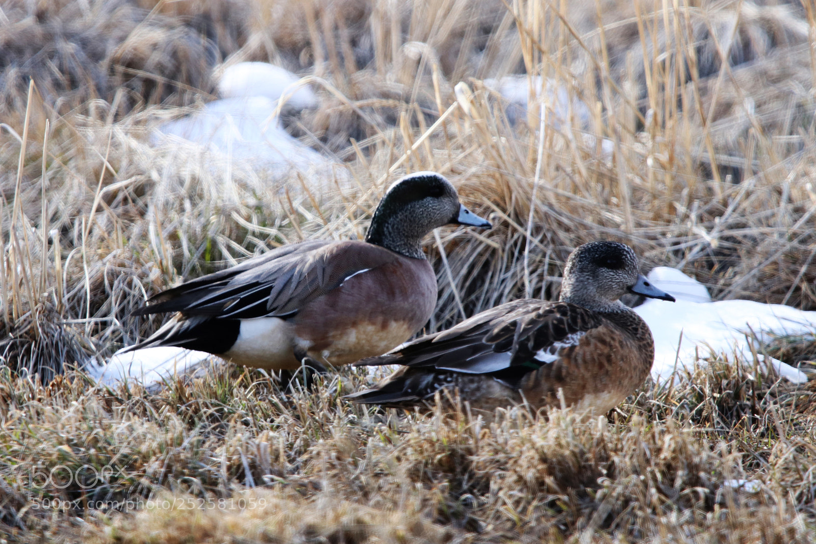 Canon EOS 80D sample photo. American wigeon mated pair photography