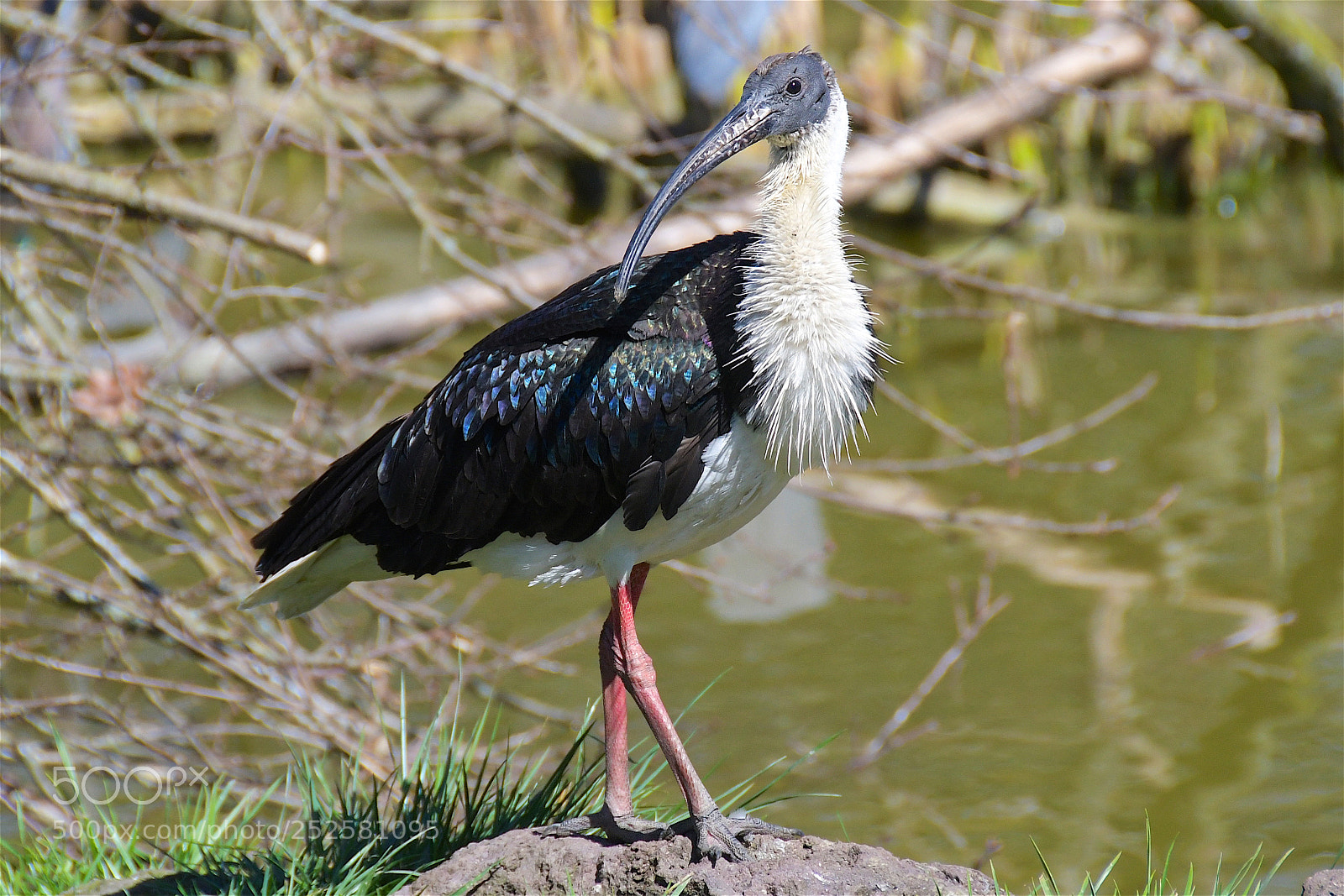 Nikon D500 sample photo. Ibis d'australie / straw-necked ibis photography