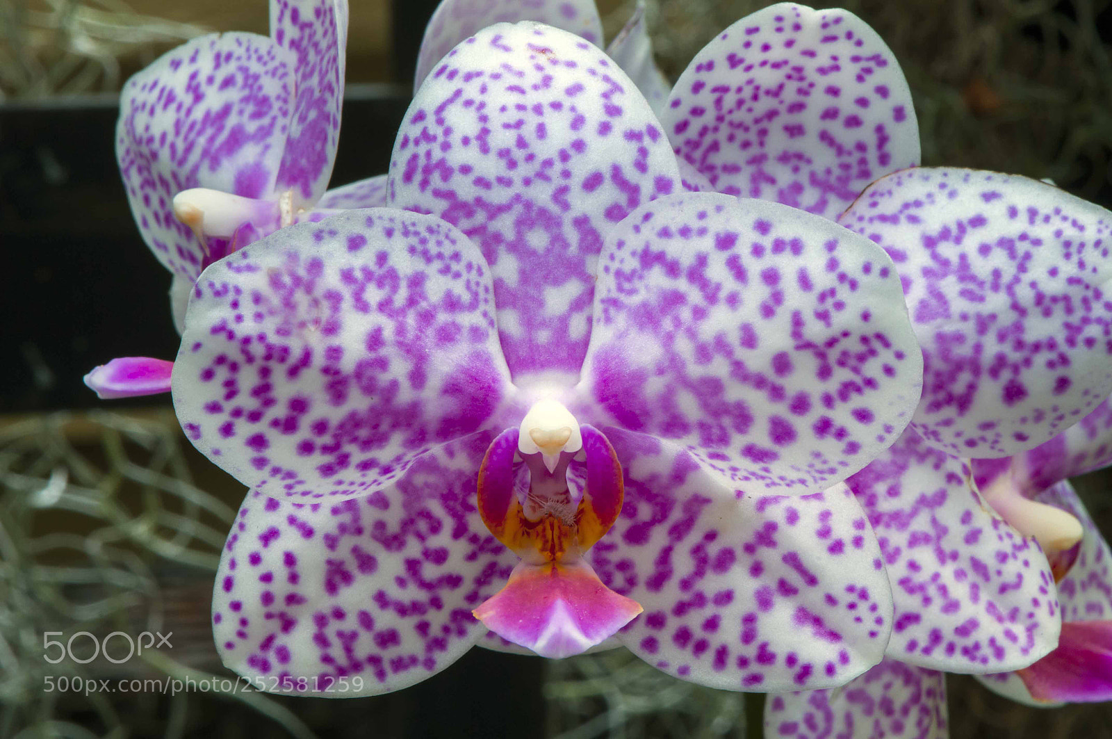 Nikon D300 sample photo. Orchid photography