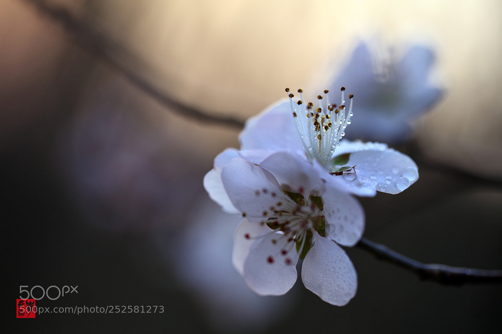 Canon EOS 5DS R sample photo. Peach blossom photography