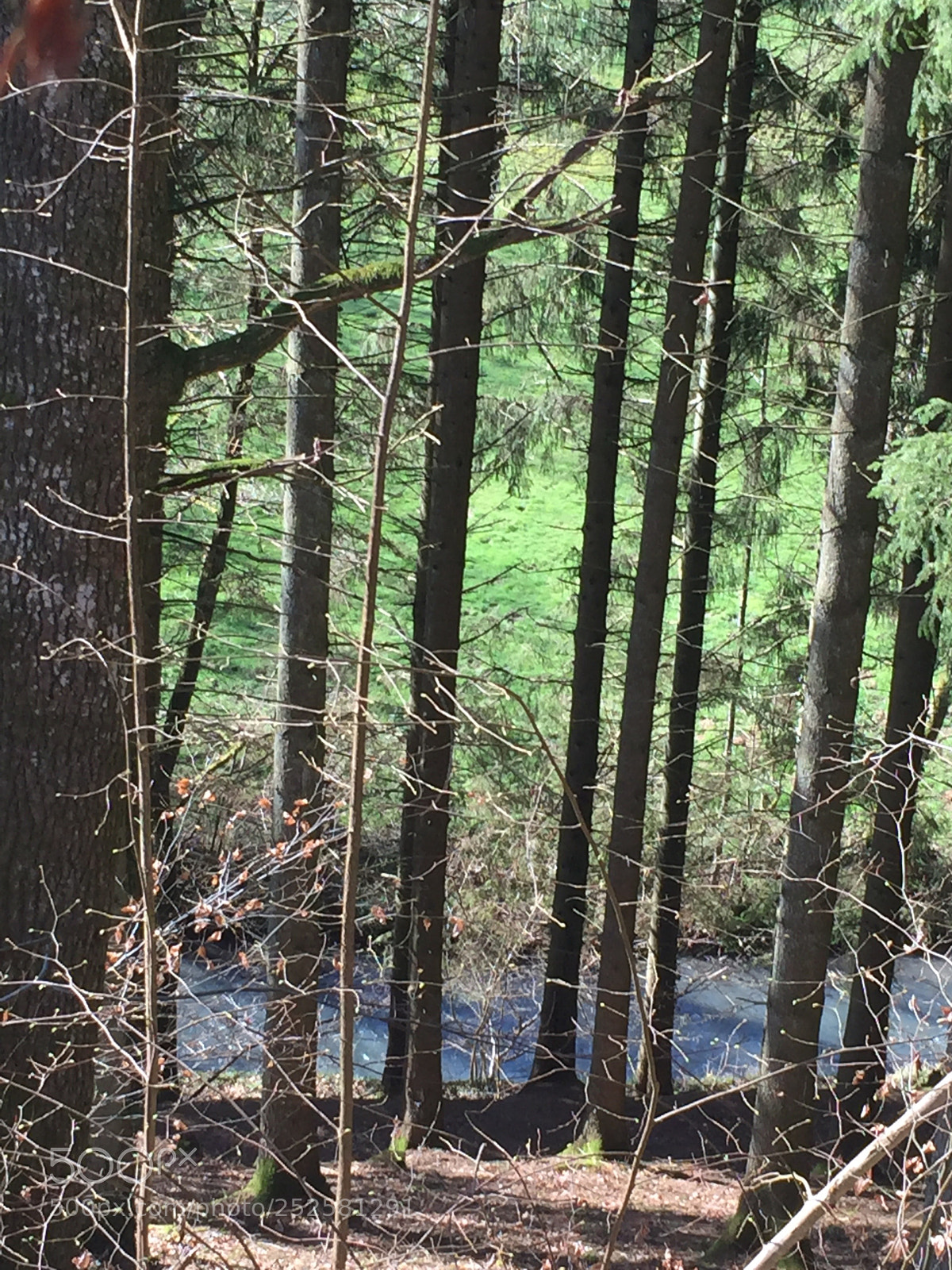 Apple iPhone 6 sample photo. Forest photography