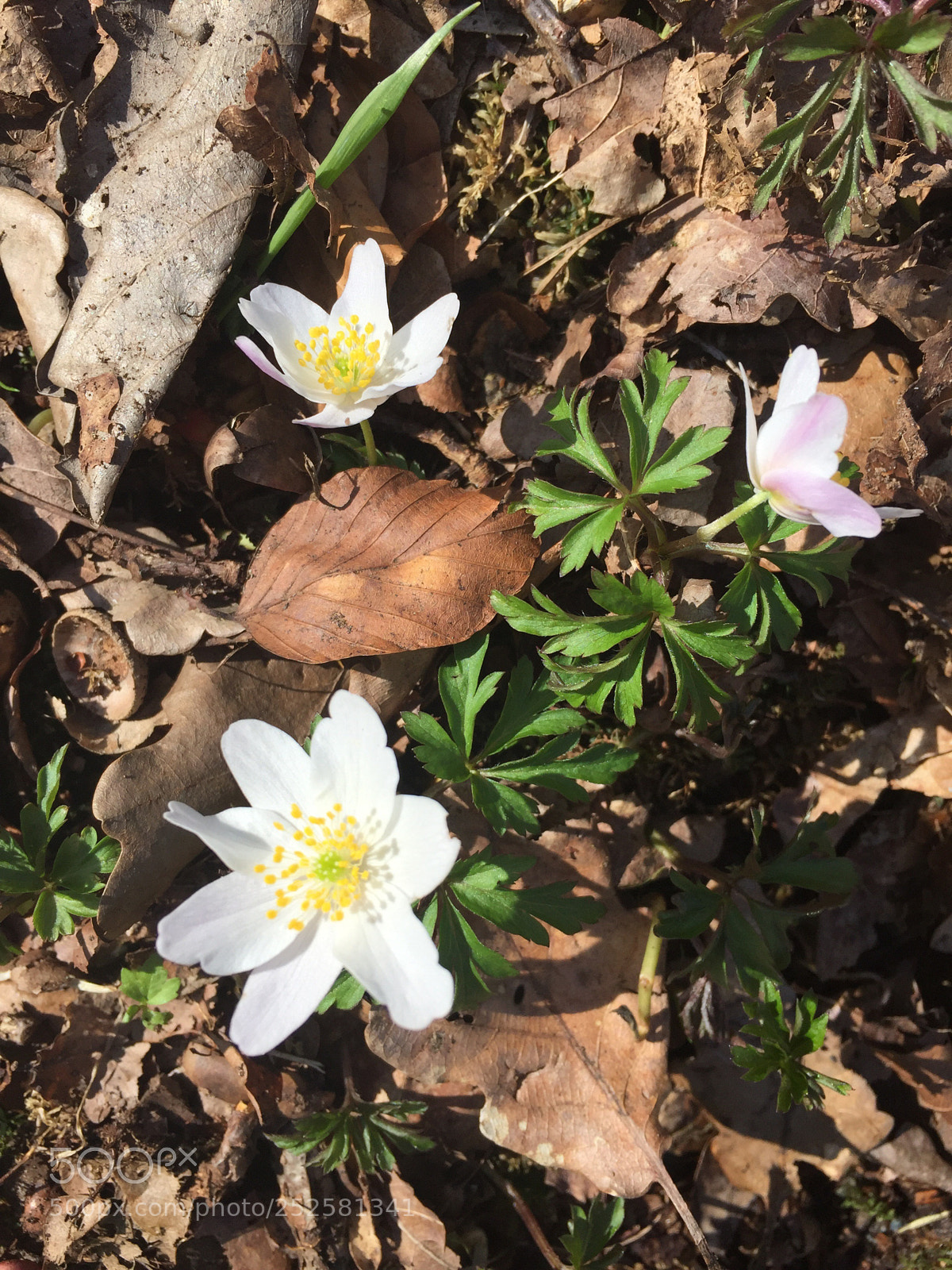Apple iPhone 6 sample photo. Fleurs  photography