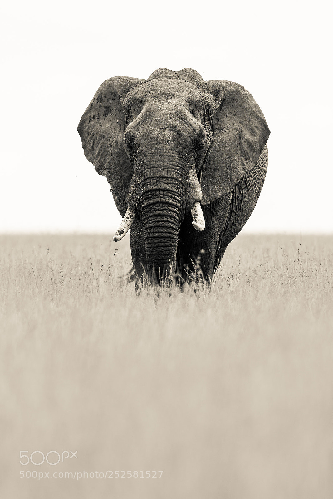 Canon EOS-1D X Mark II sample photo. Elephant photography