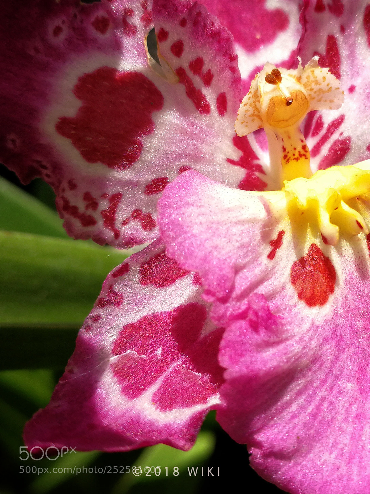 HUAWEI Mate 9 sample photo. Orchid photography