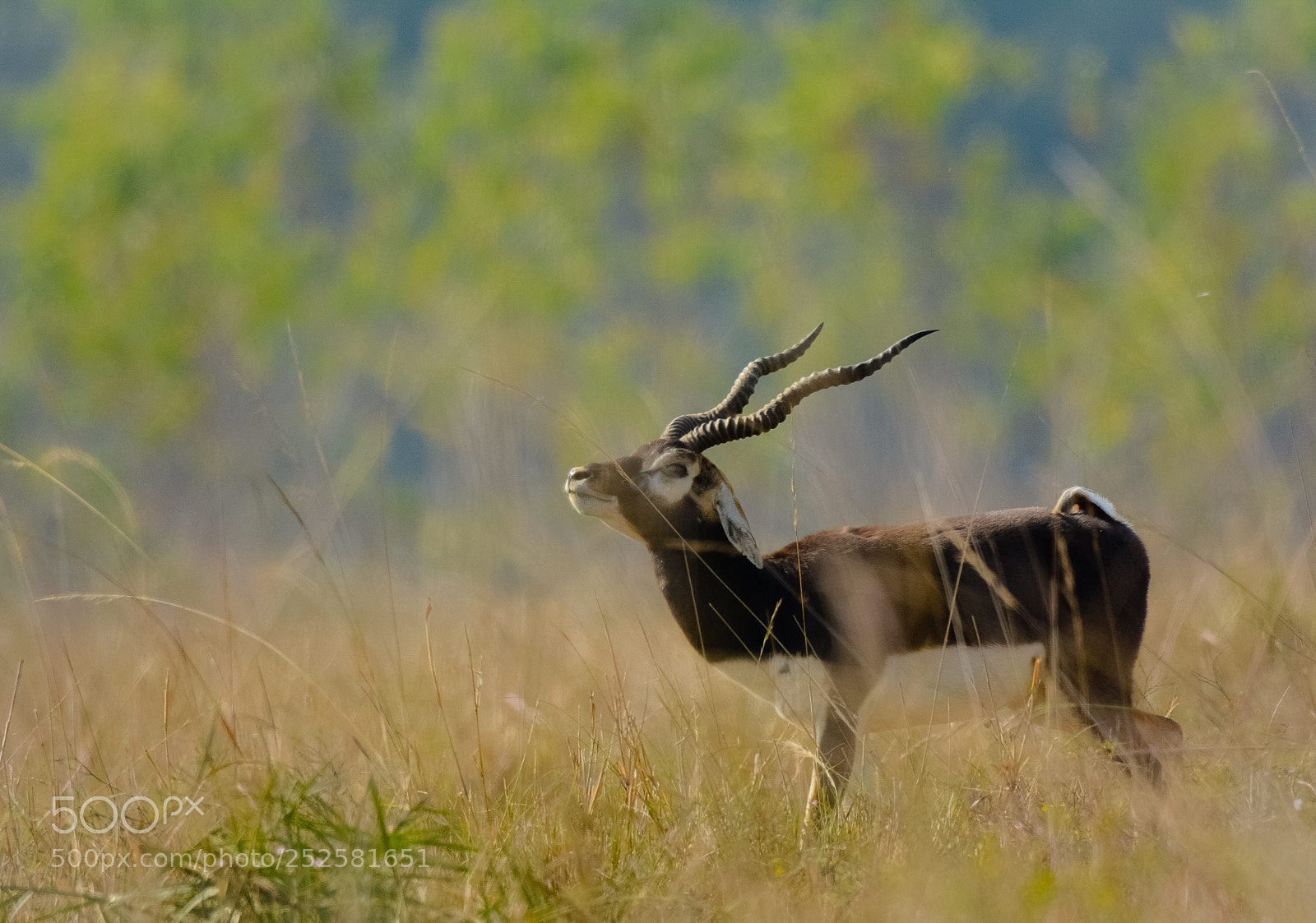 Nikon D7100 sample photo. Black buck  photography
