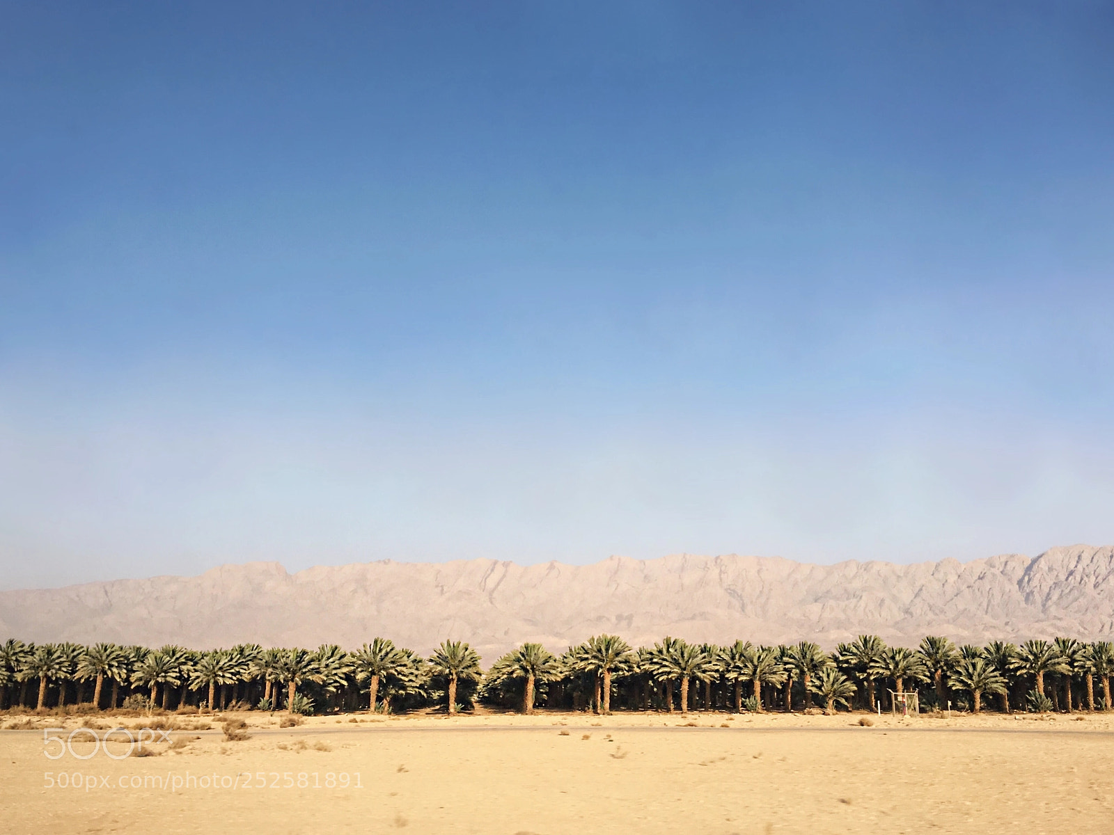 Apple iPhone 6s sample photo. Palm trees porn photography