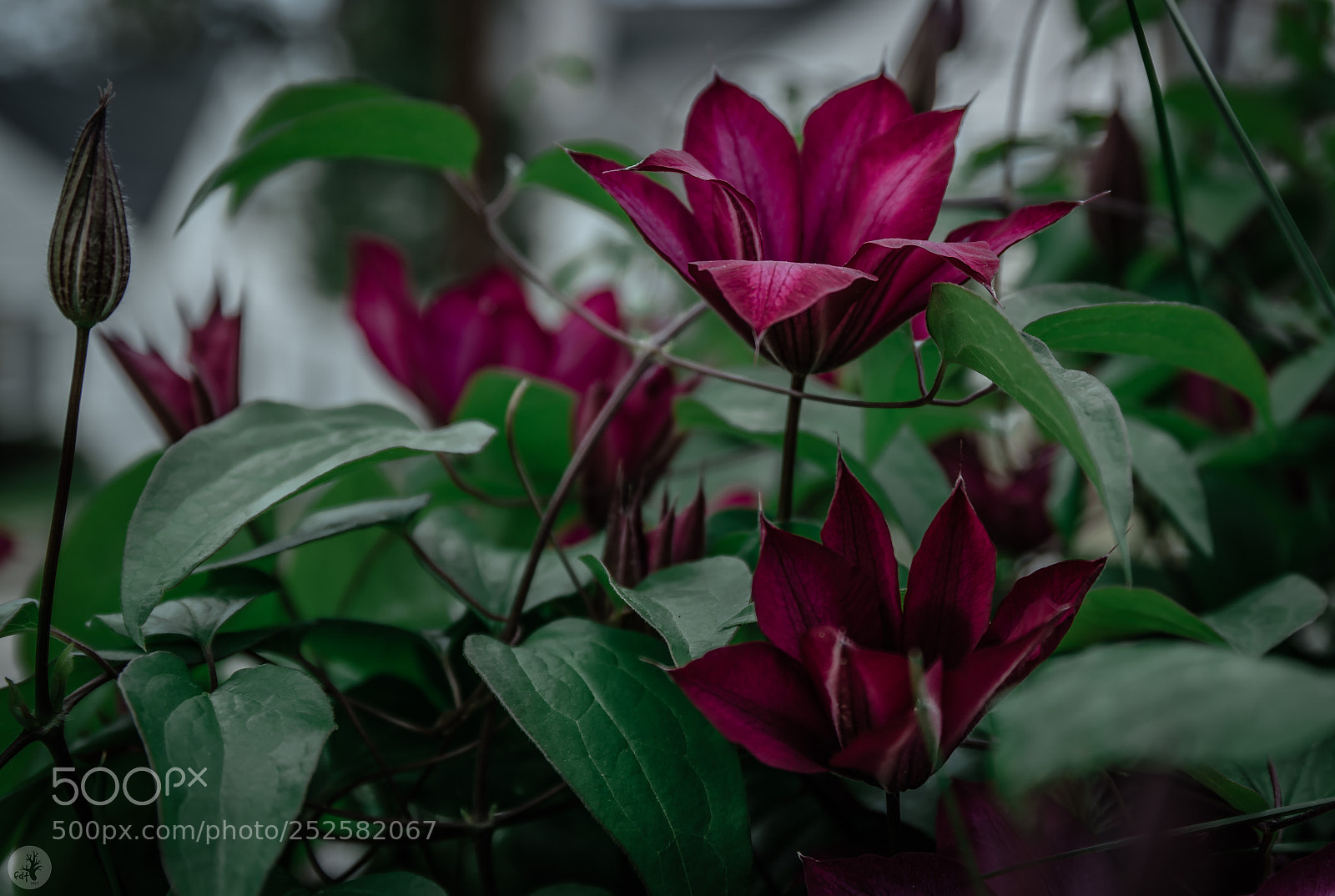 Samsung NX1 sample photo. Clematis bourbon clematis 'evipo018' photography