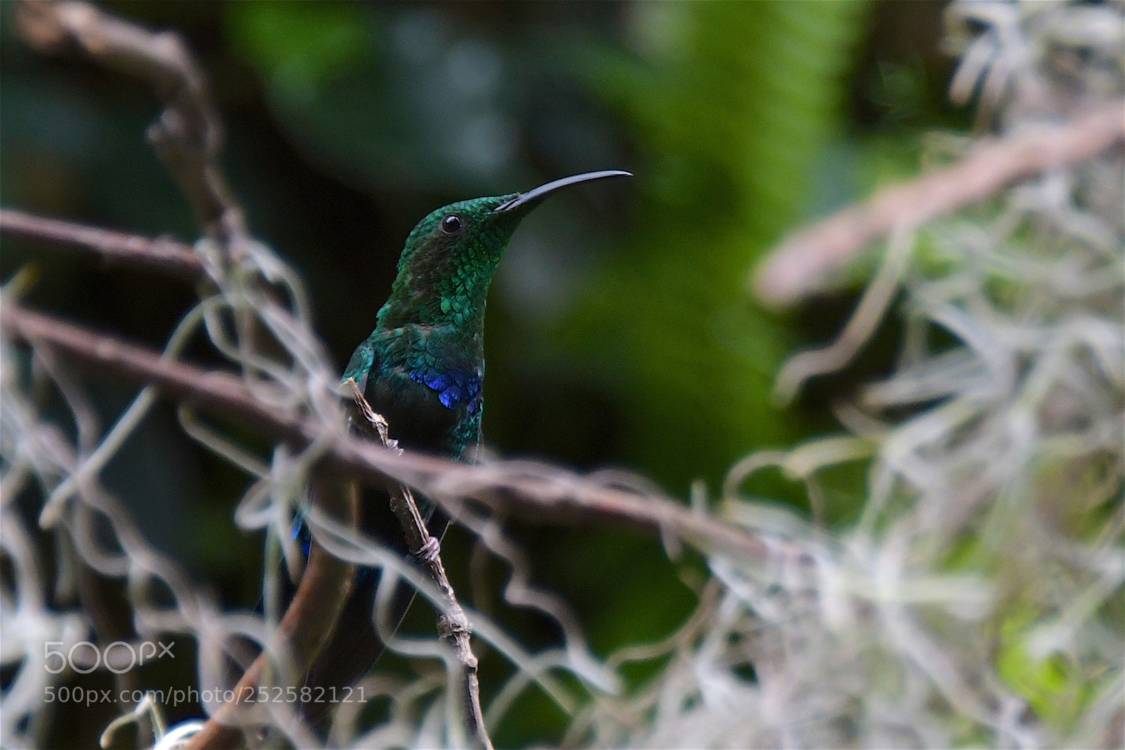 Nikon D500 sample photo. Colibri photography