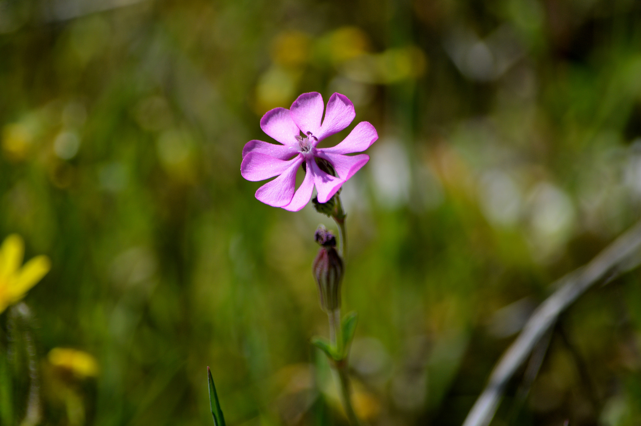 Nikon D3200 sample photo. Wildflower photography