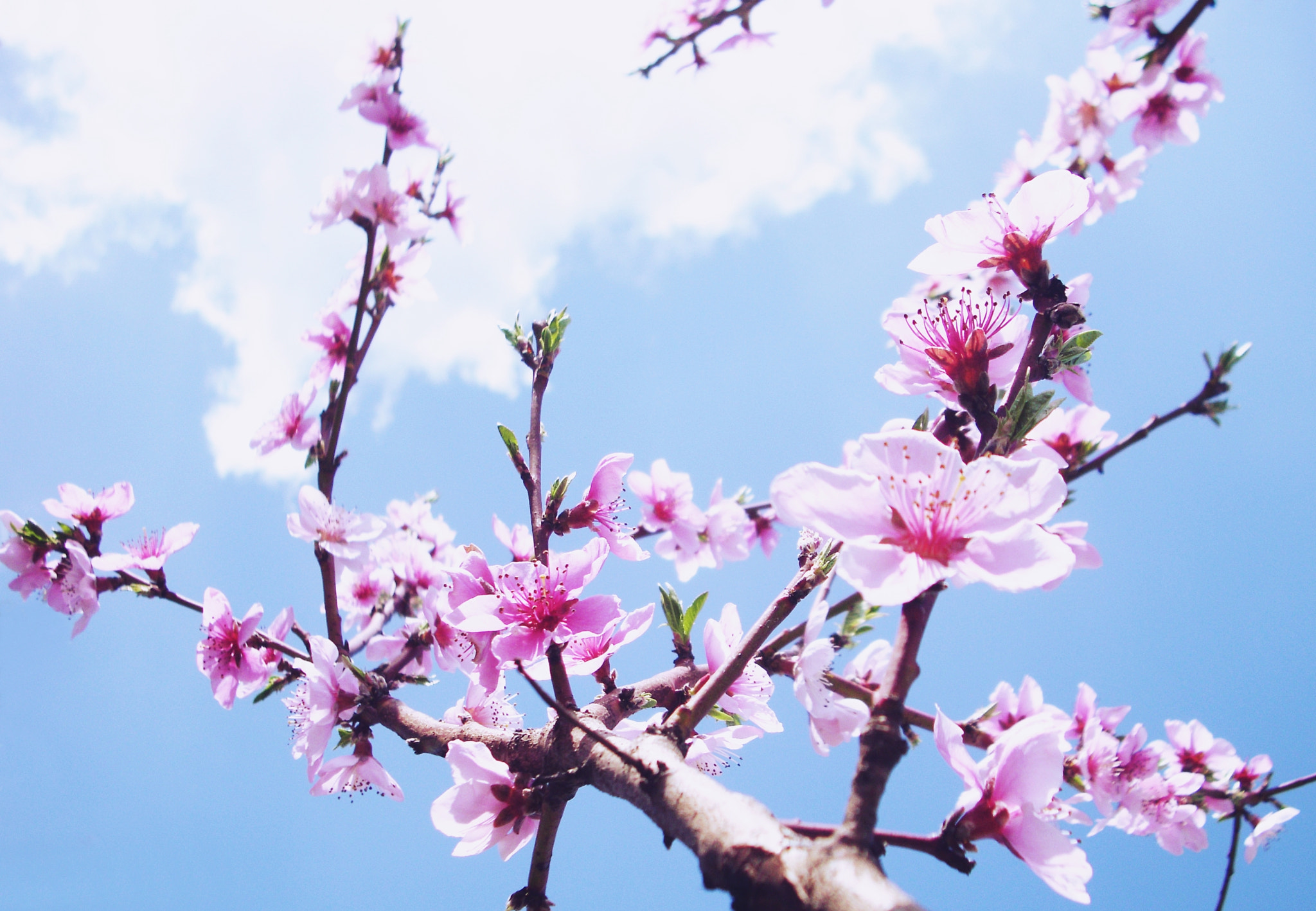 Benq DC C1060 sample photo. - photography