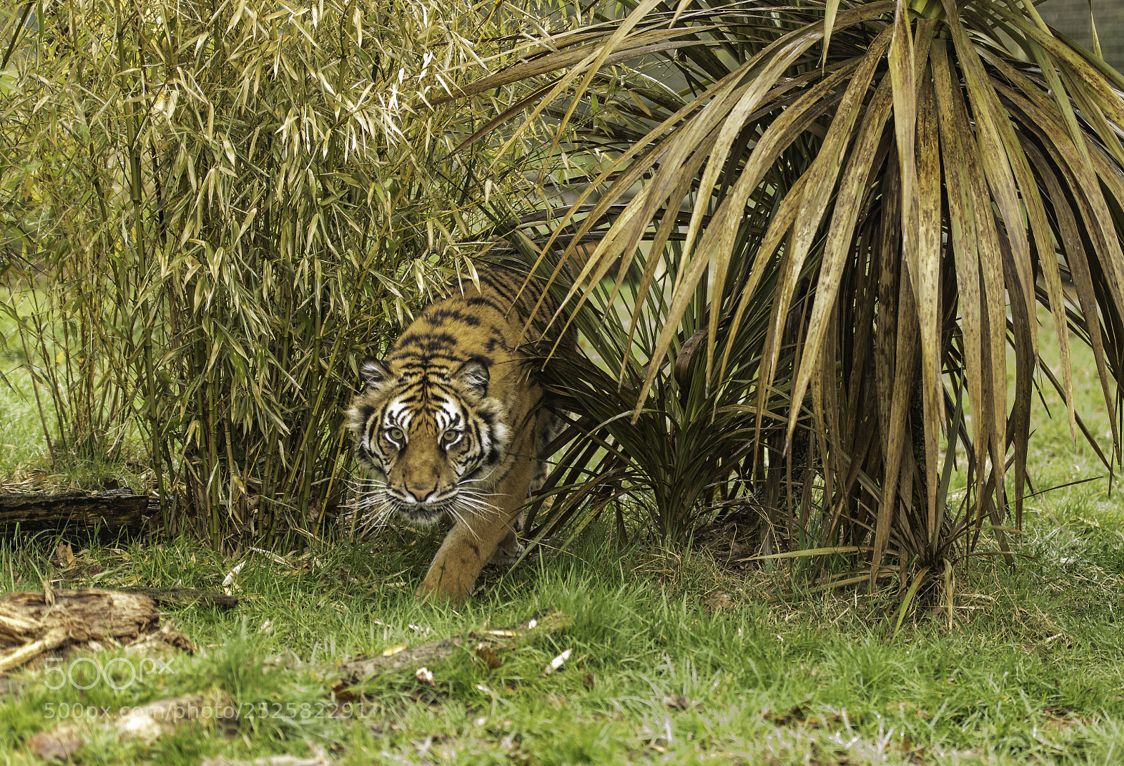 Nikon D5 sample photo. Tiger series photography