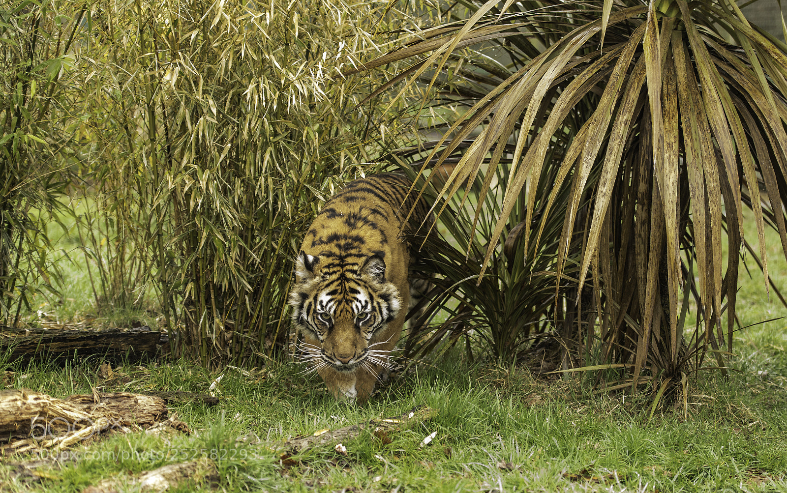 Nikon D5 sample photo. Tiger series photography