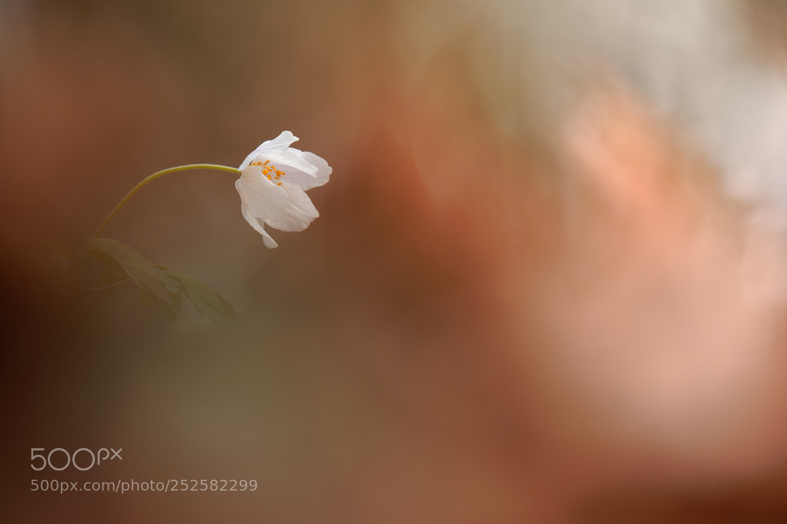 Canon EOS 5D Mark IV sample photo. Anemone nemorosa photography