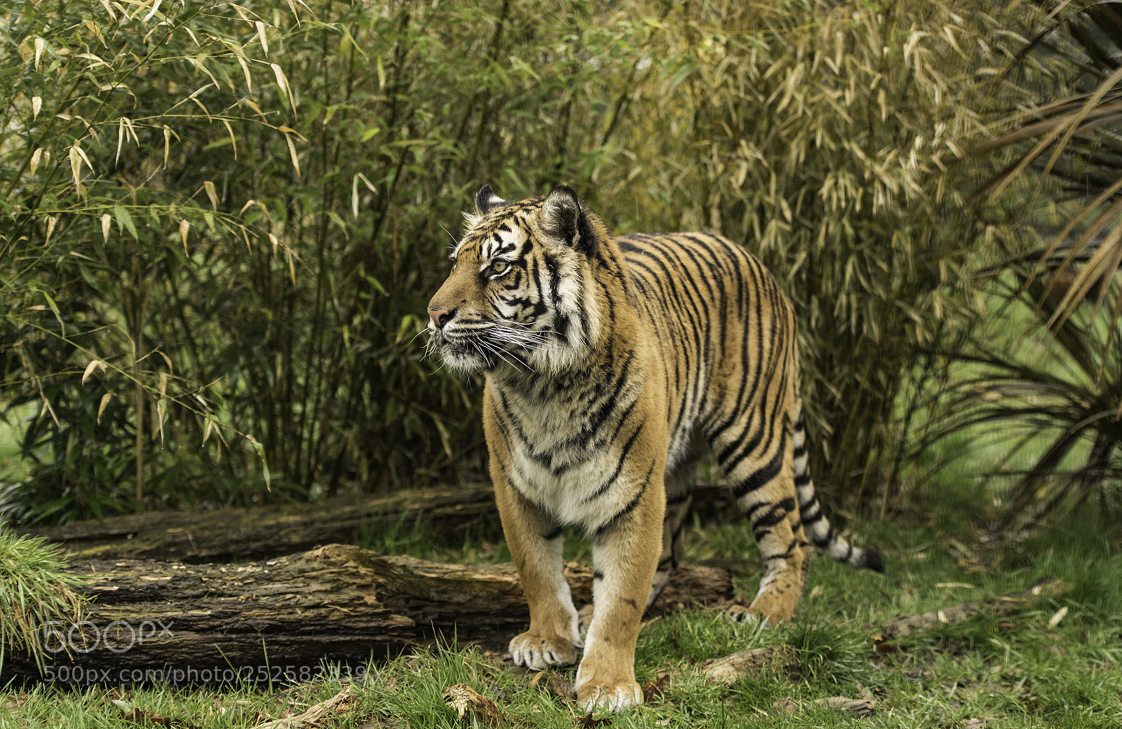 Nikon D5 sample photo. Tiger series photography