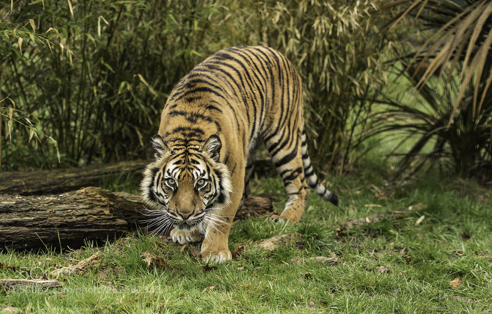 Nikon D5 sample photo. Tiger series photography