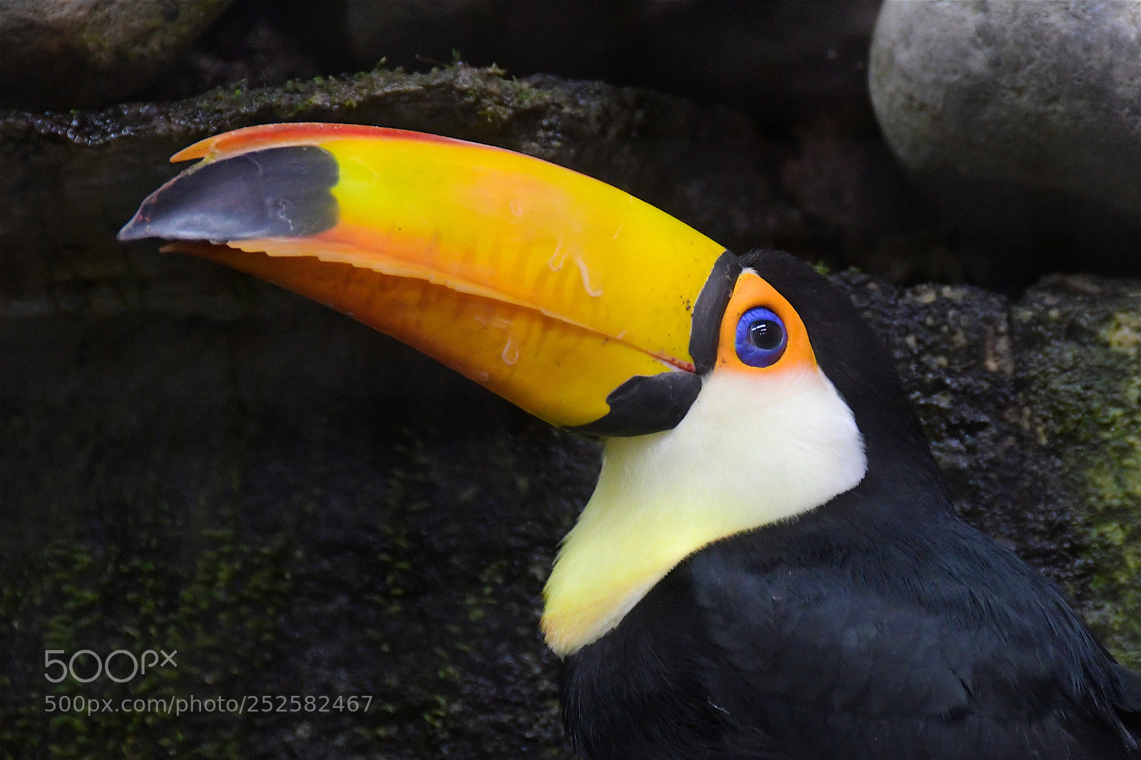 Nikon D500 sample photo. Toucan photography