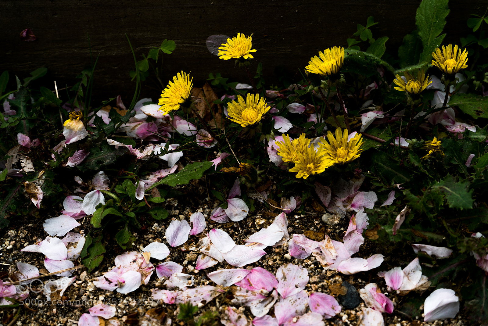 Sony a7S sample photo. Dandelion and petal photography