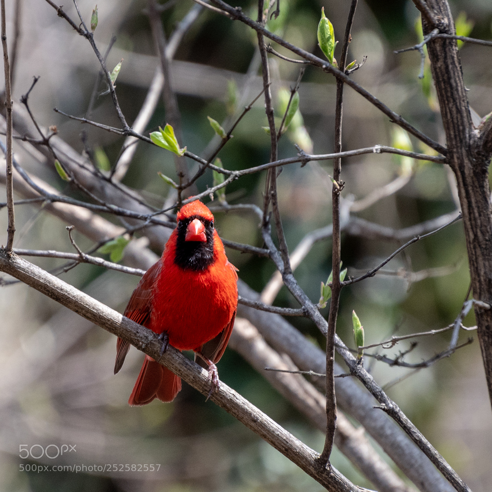 Nikon D7500 sample photo. Cardinal photography