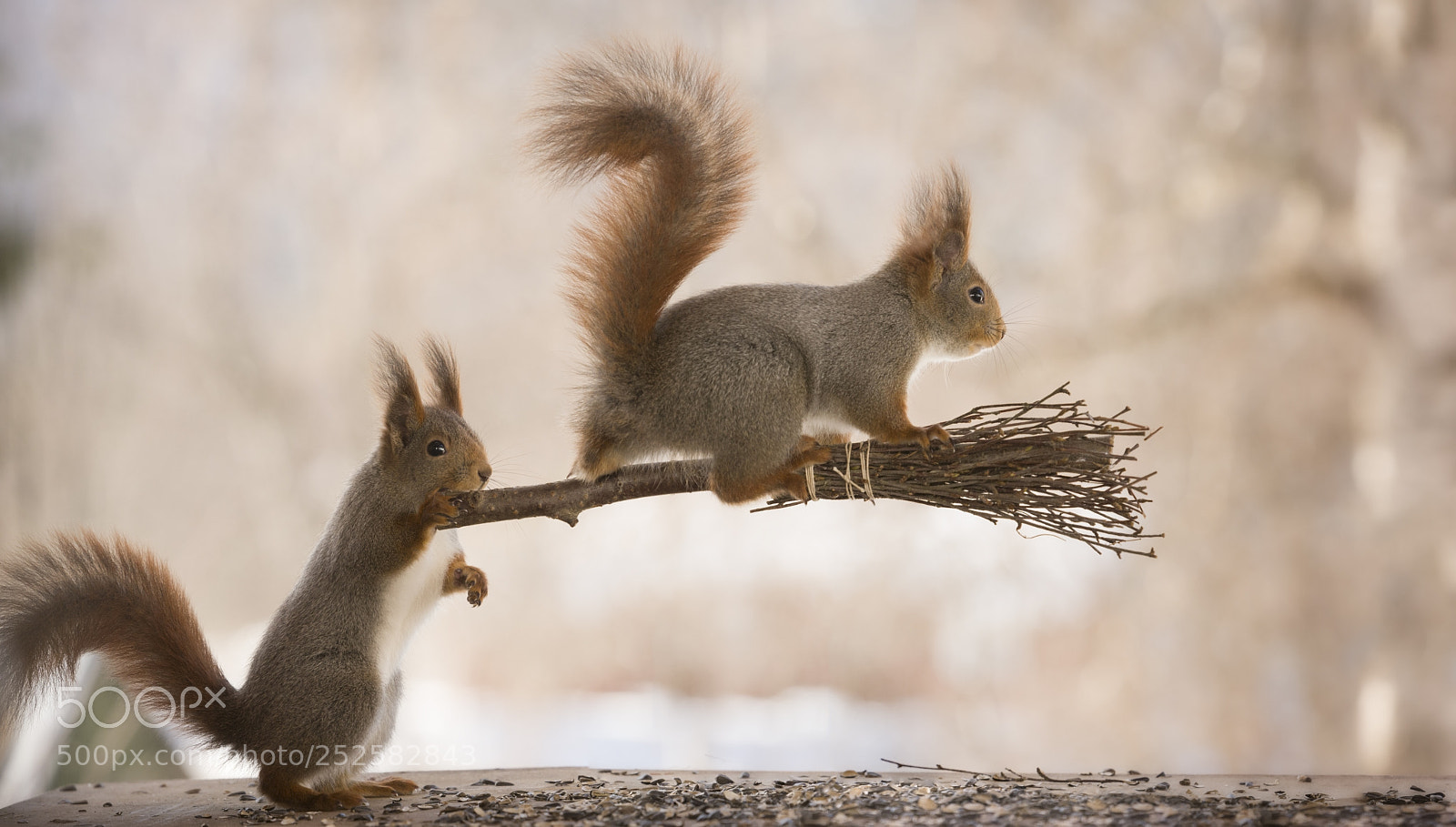 Nikon D810 sample photo. Red squirrels with an photography