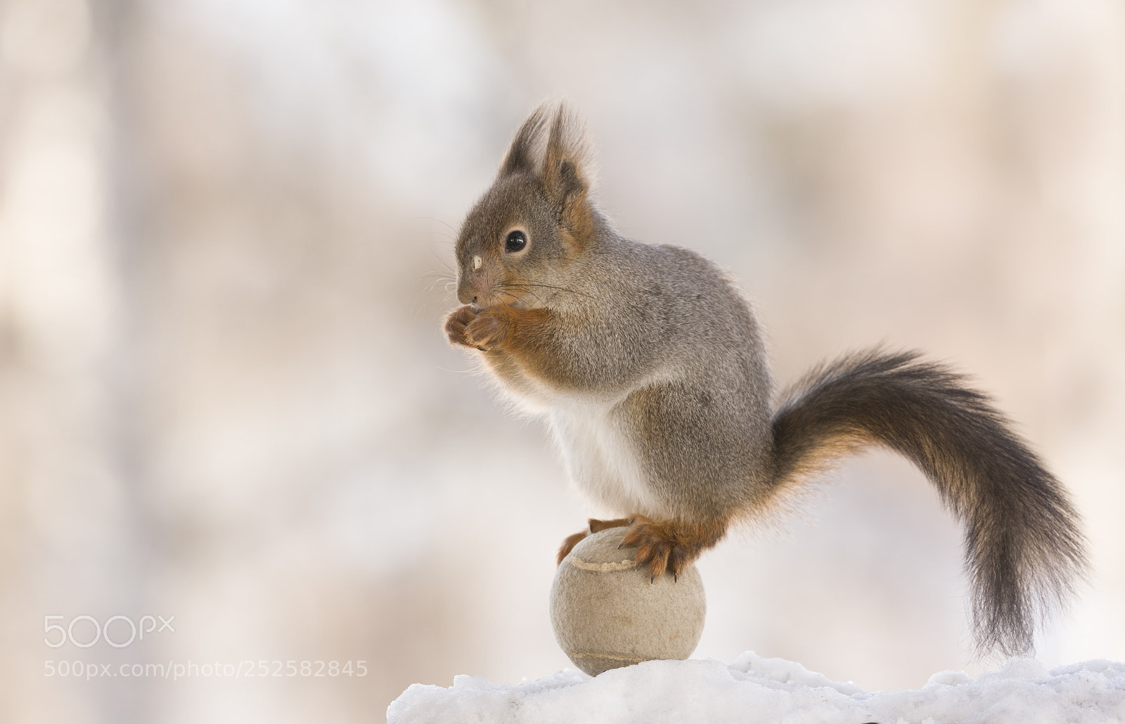 Nikon D810 sample photo. Red squirrel standing on photography