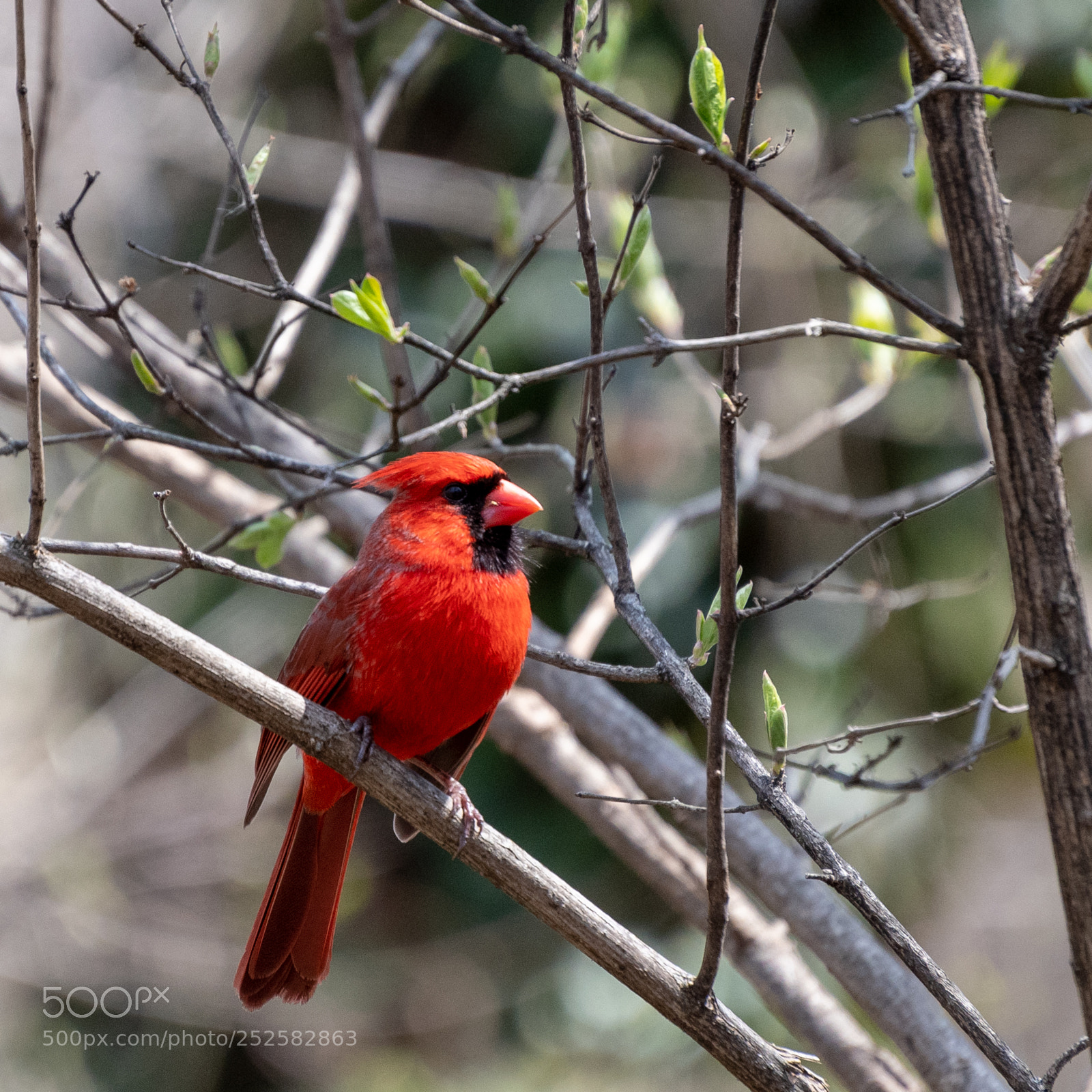 Nikon D7500 sample photo. Cardinal photography