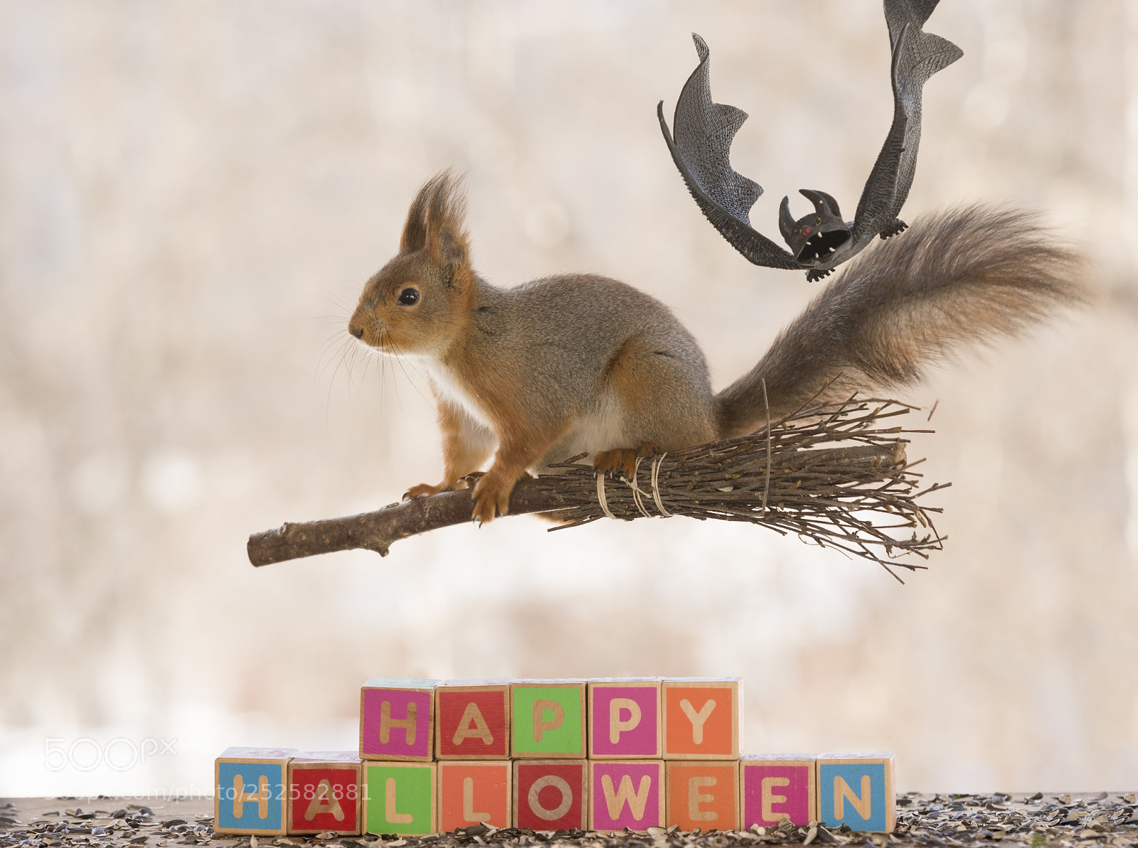 Nikon D810 sample photo. Red squirrel sitting on photography