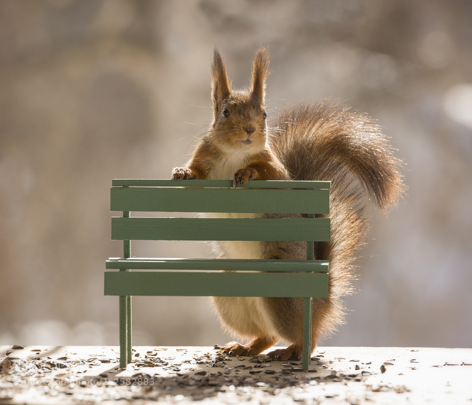 Nikon D810 sample photo. Red squirrel behind a photography