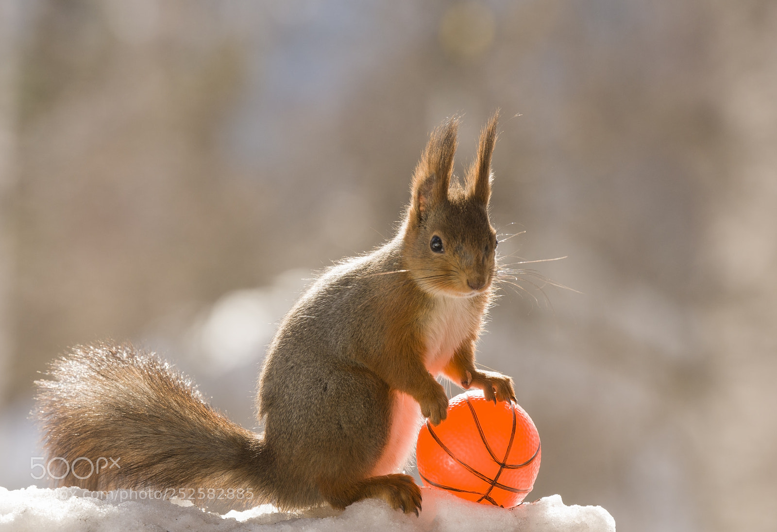 Nikon D810 sample photo. Red squirrel holding a photography