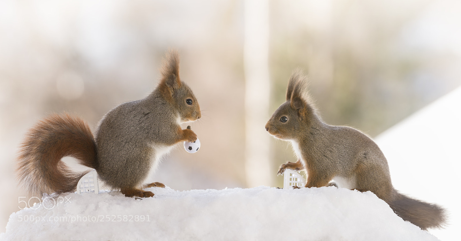 Nikon D810 sample photo. Red squirrels standing in photography
