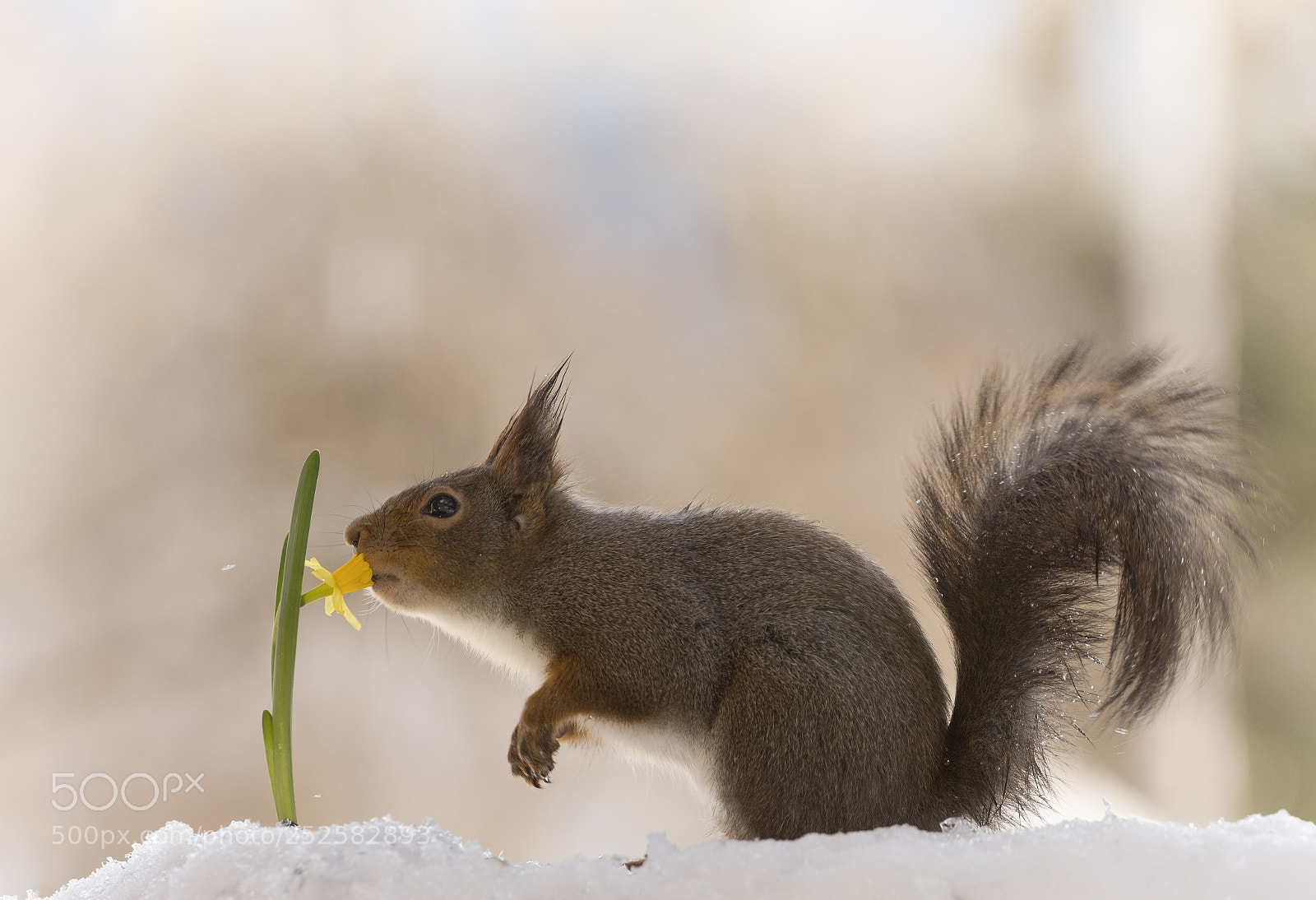 Nikon D810 sample photo. Red squirrel kissing a photography