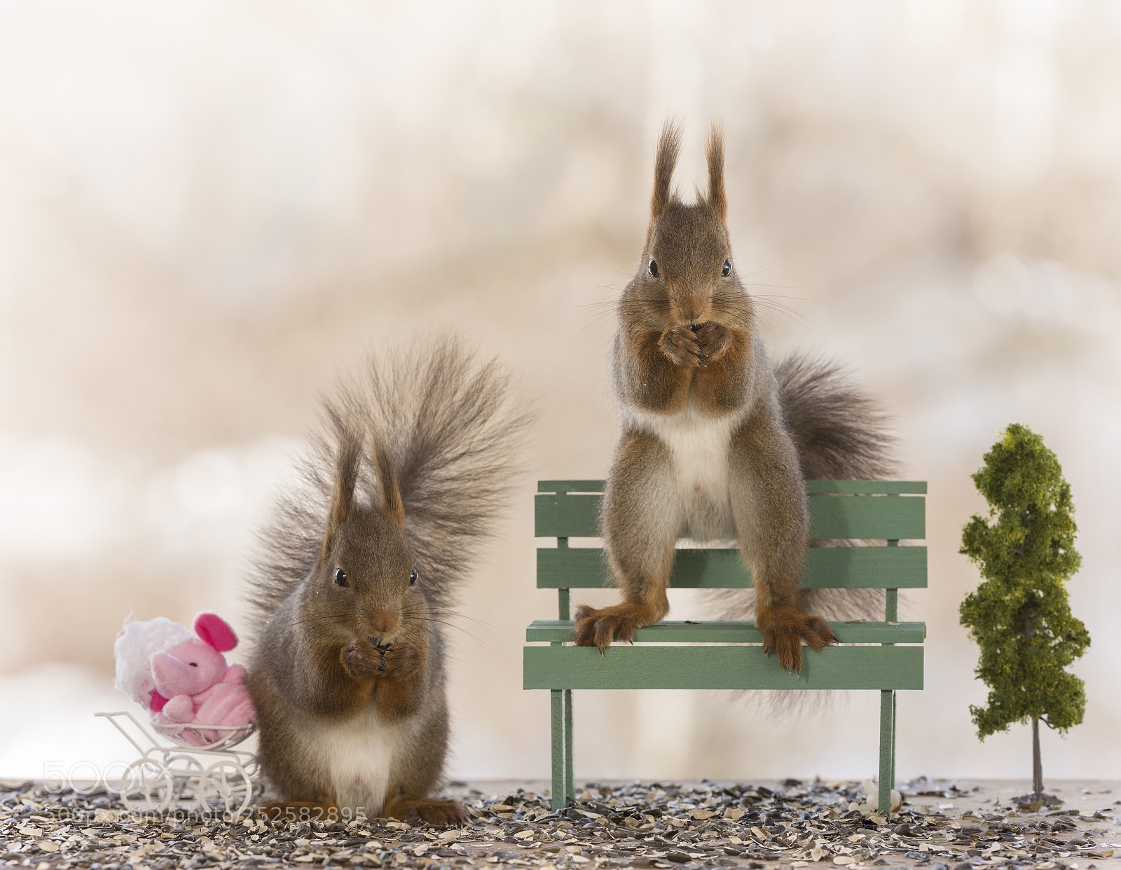 Nikon D810 sample photo. Red squirrel are together photography