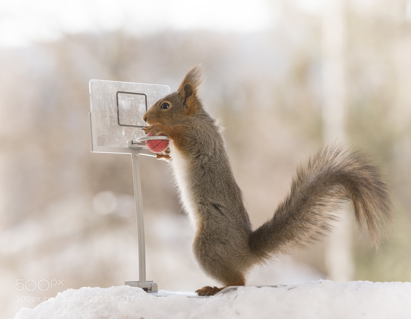 Nikon D810 sample photo. Red squirrel holding a photography