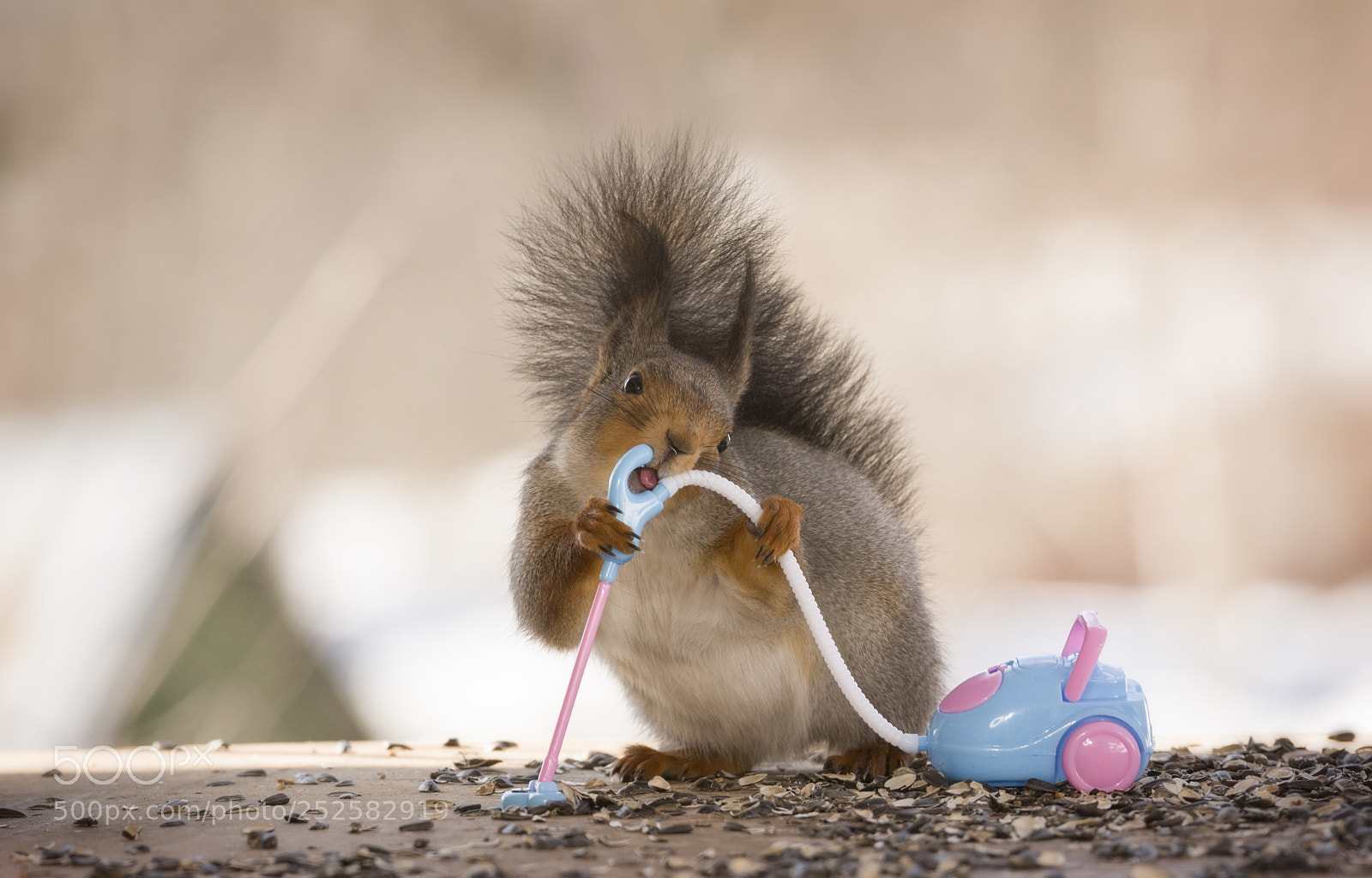 Nikon D810 sample photo. Red squirrel is holding photography