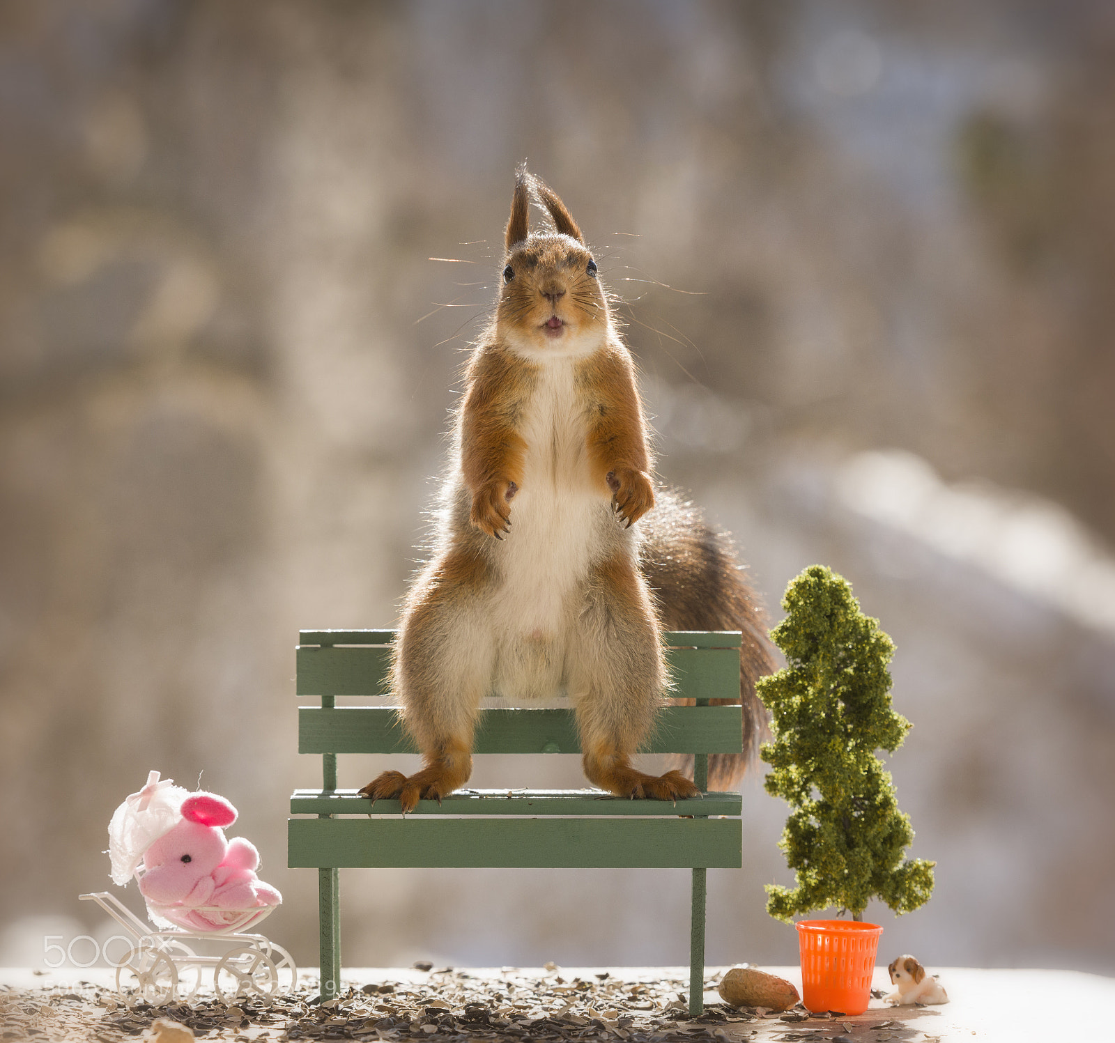 Nikon D810 sample photo. Red squirrel with open photography