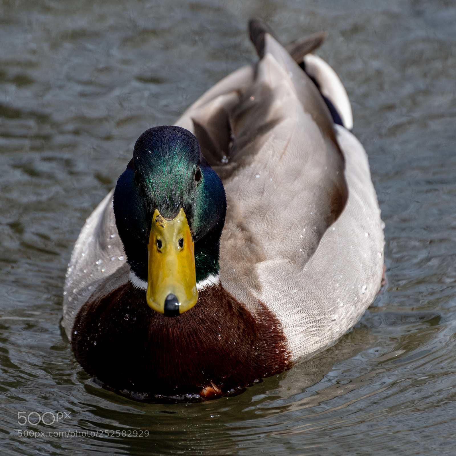 Nikon D7500 sample photo. Mallard duck photography